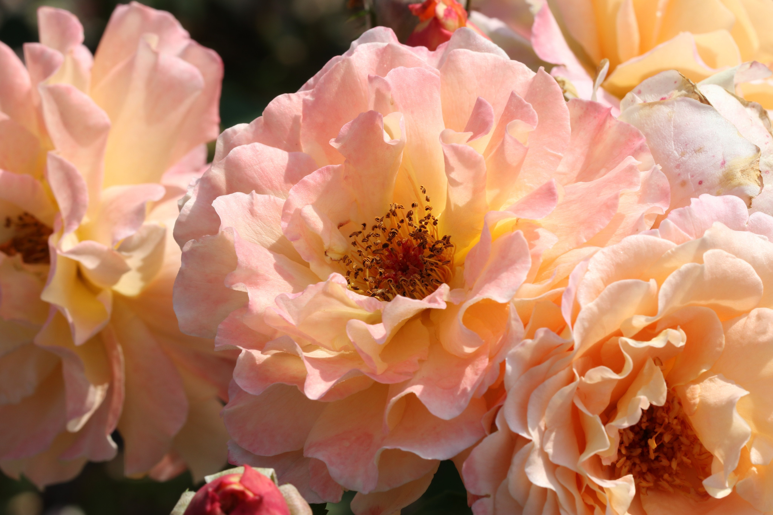 Долина роз в Кисловодске. Фото-художник и Репортажный фотограф Николаев Александр Алексеевич