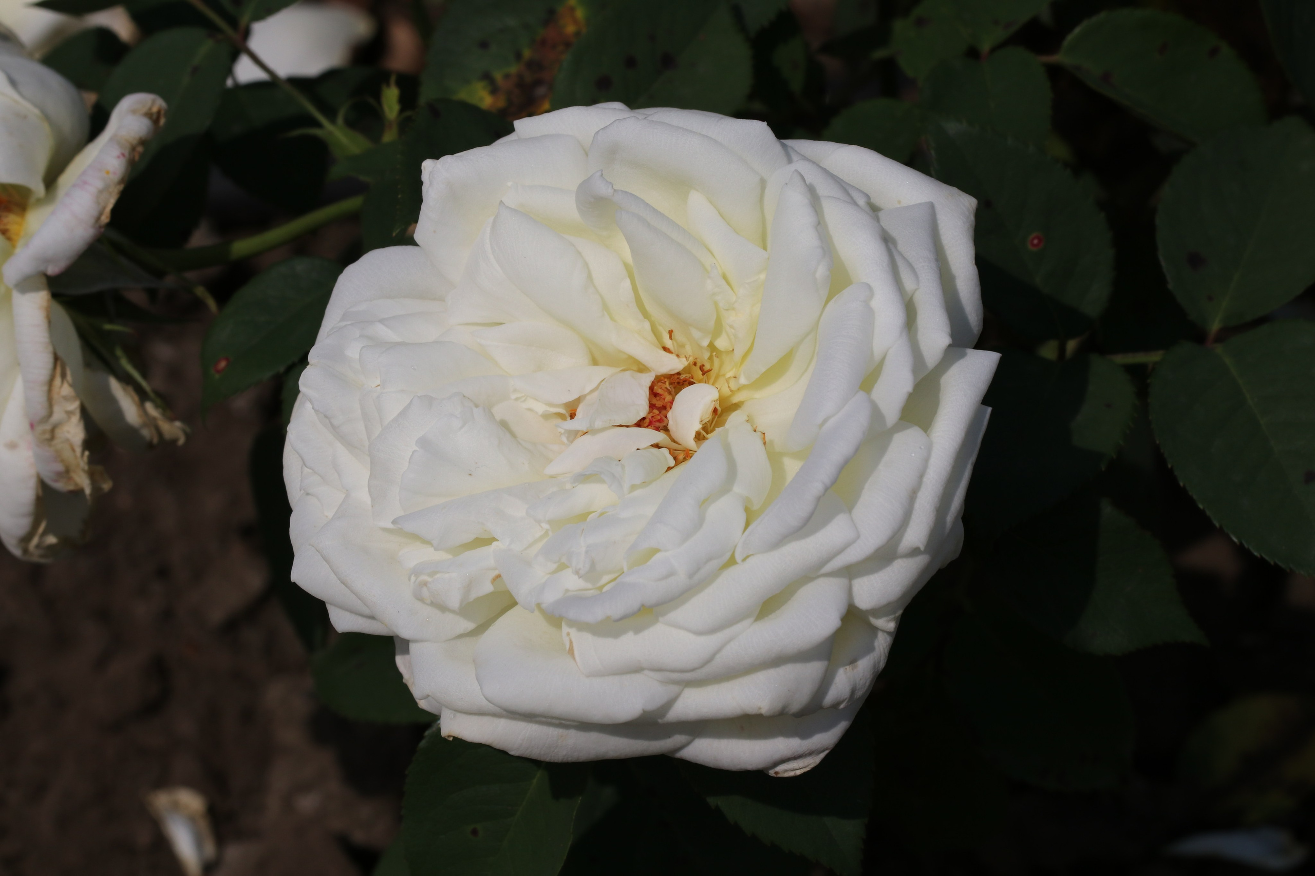 Долина роз в Кисловодске. Фото-художник и Репортажный фотограф Николаев Александр Алексеевич