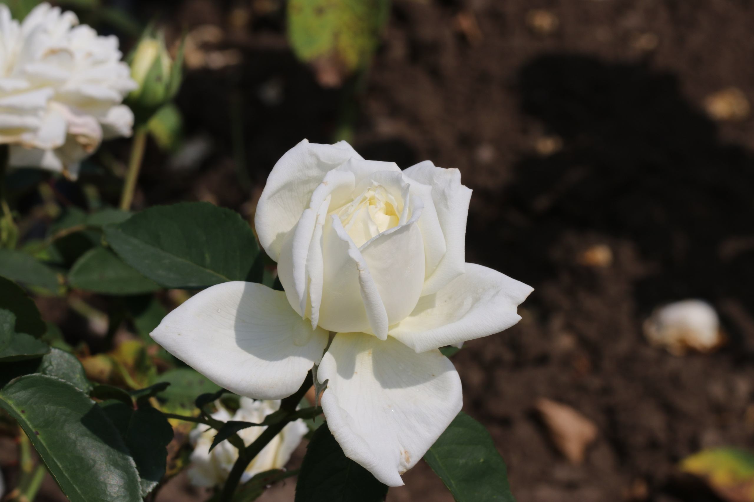 Долина роз в Кисловодске. Фото-художник и Репортажный фотограф Николаев Александр Алексеевич