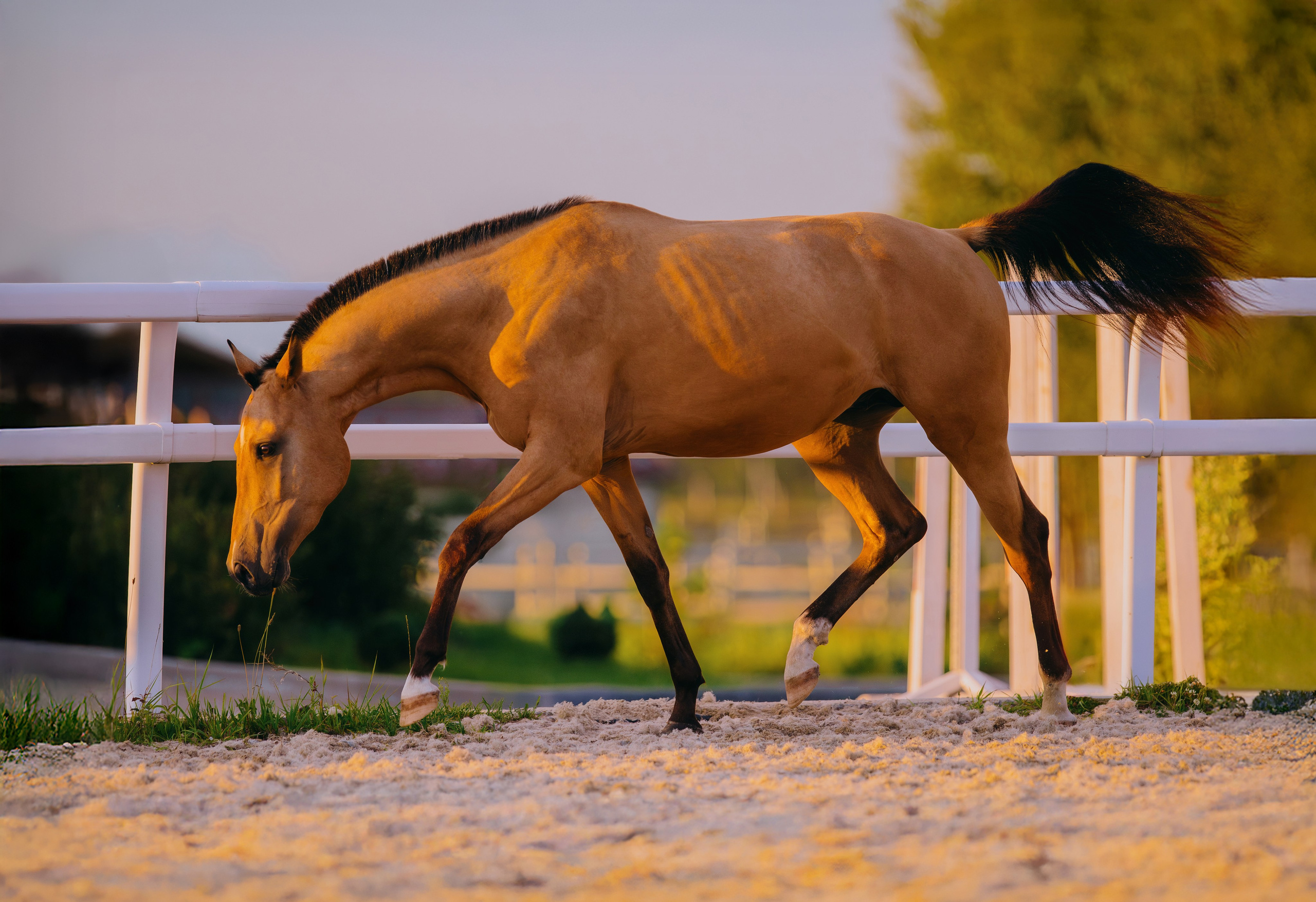 В движении. Фотограф-анималист Ксендзова Кристина