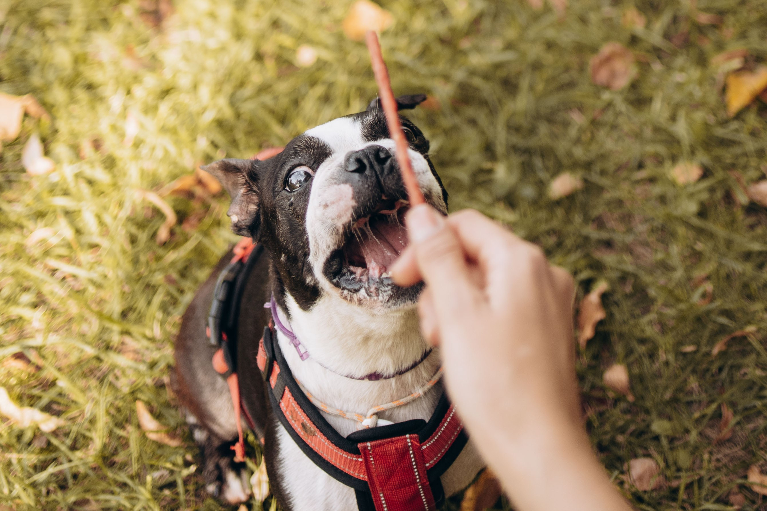 Оля и бульдоги