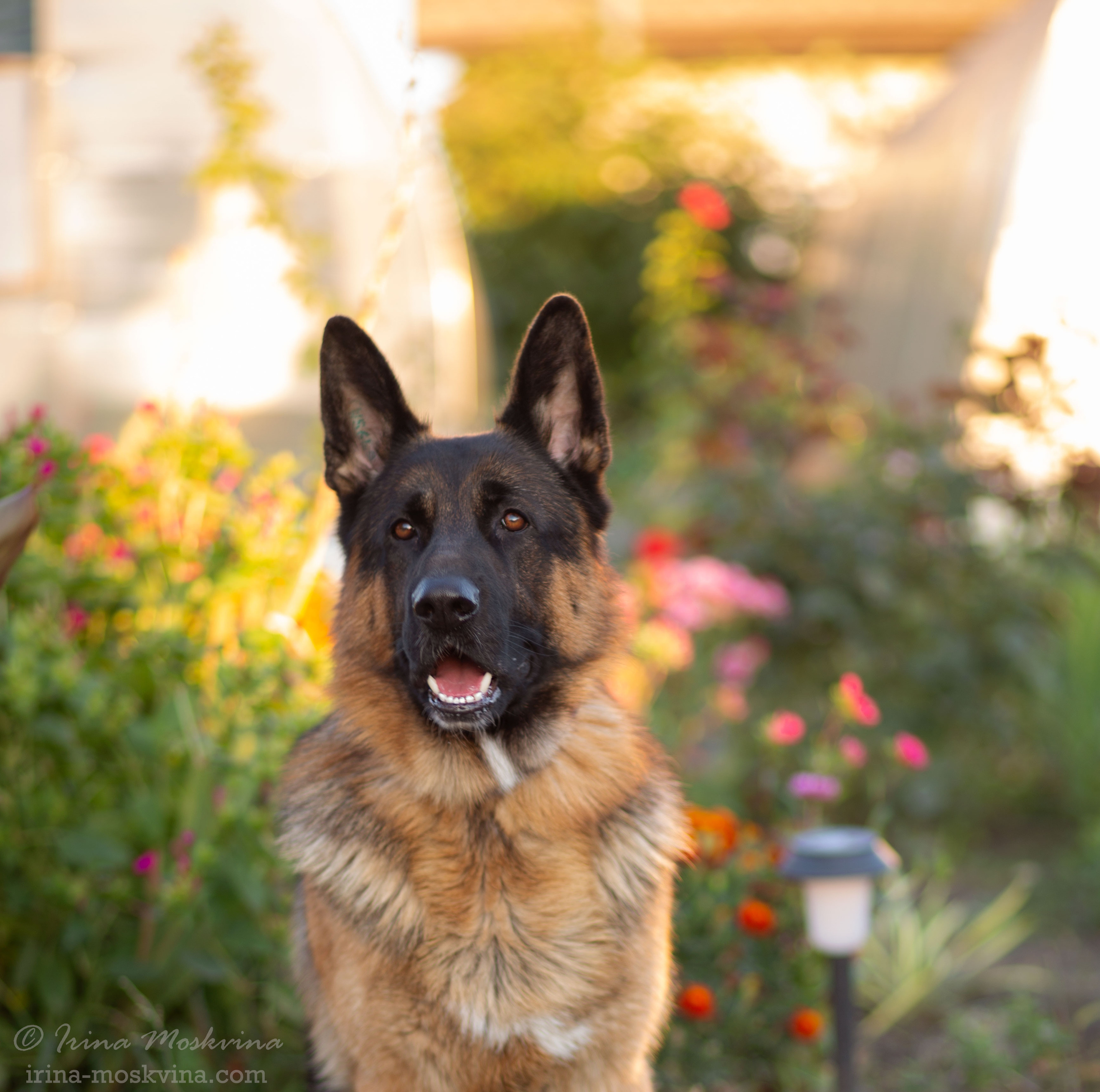 Питомник «Black Axford» | Старый Оскол. Ирина Москвина | фотограф | Москва