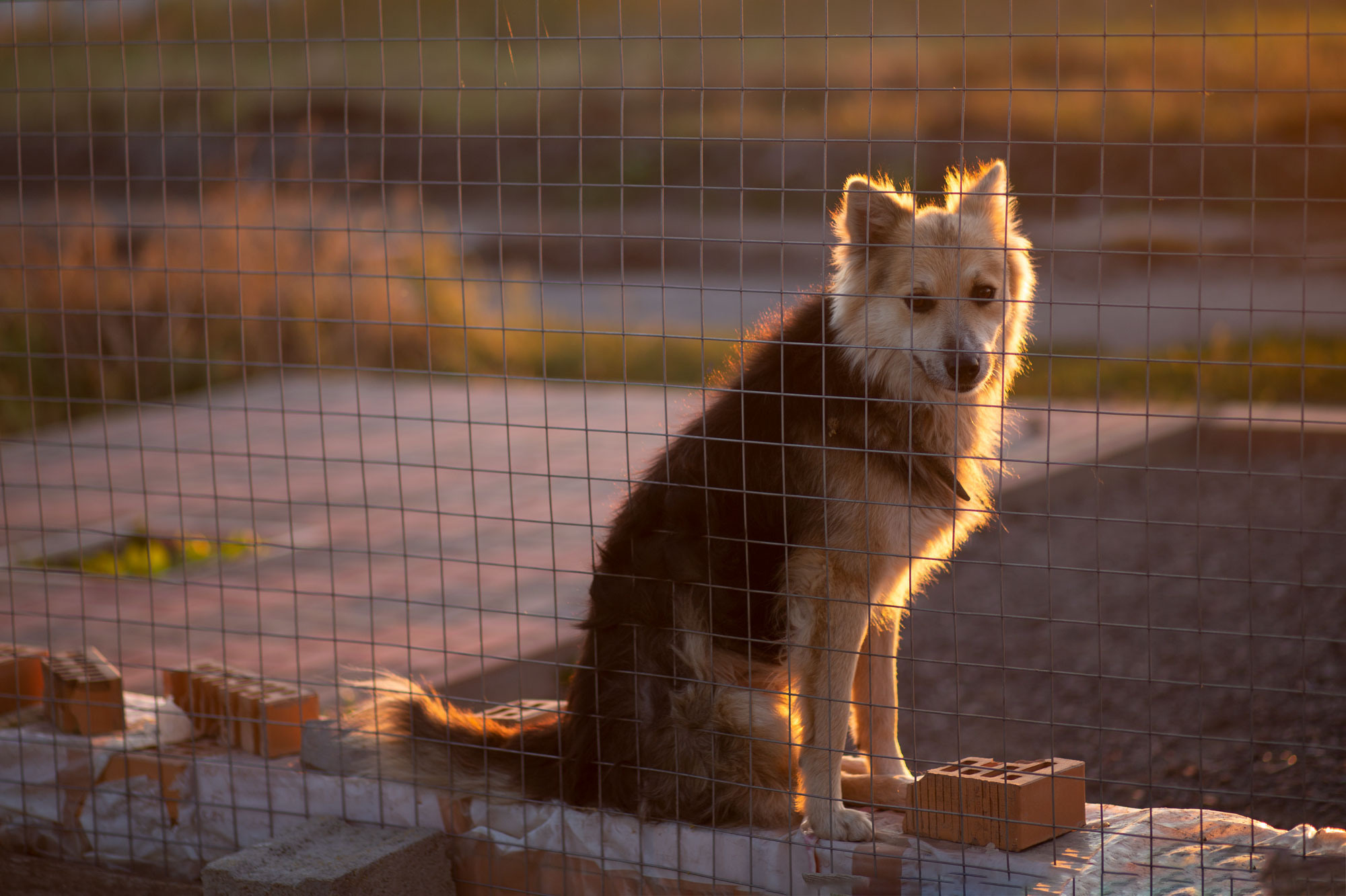 Питомник «Black Axford» | Старый Оскол. Ирина Москвина | фотограф | Москва
