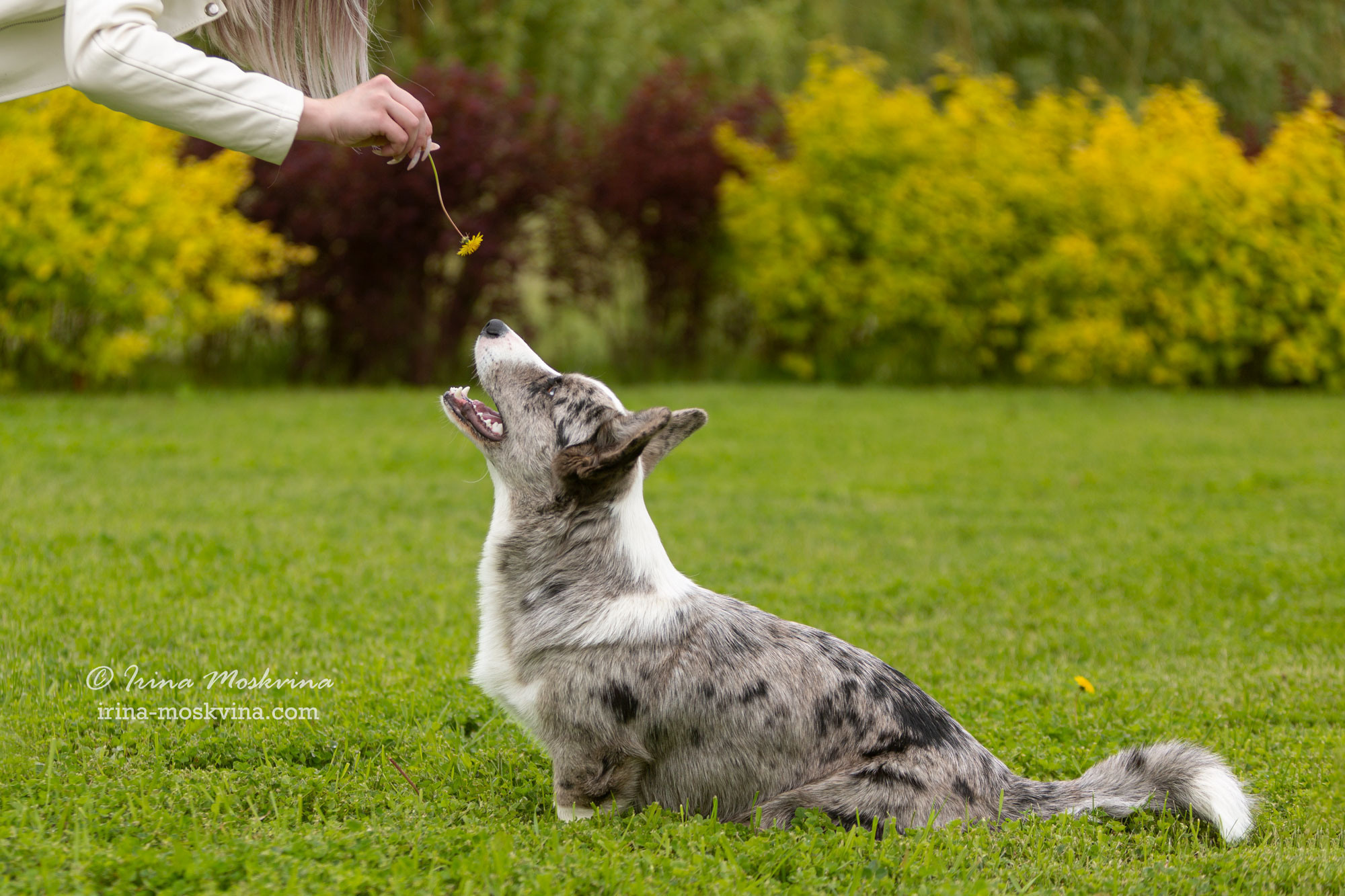Фотосессия кардиганов Виски и Колы | Белгород | май 2022. Ирина Москвина | фотограф | Москва