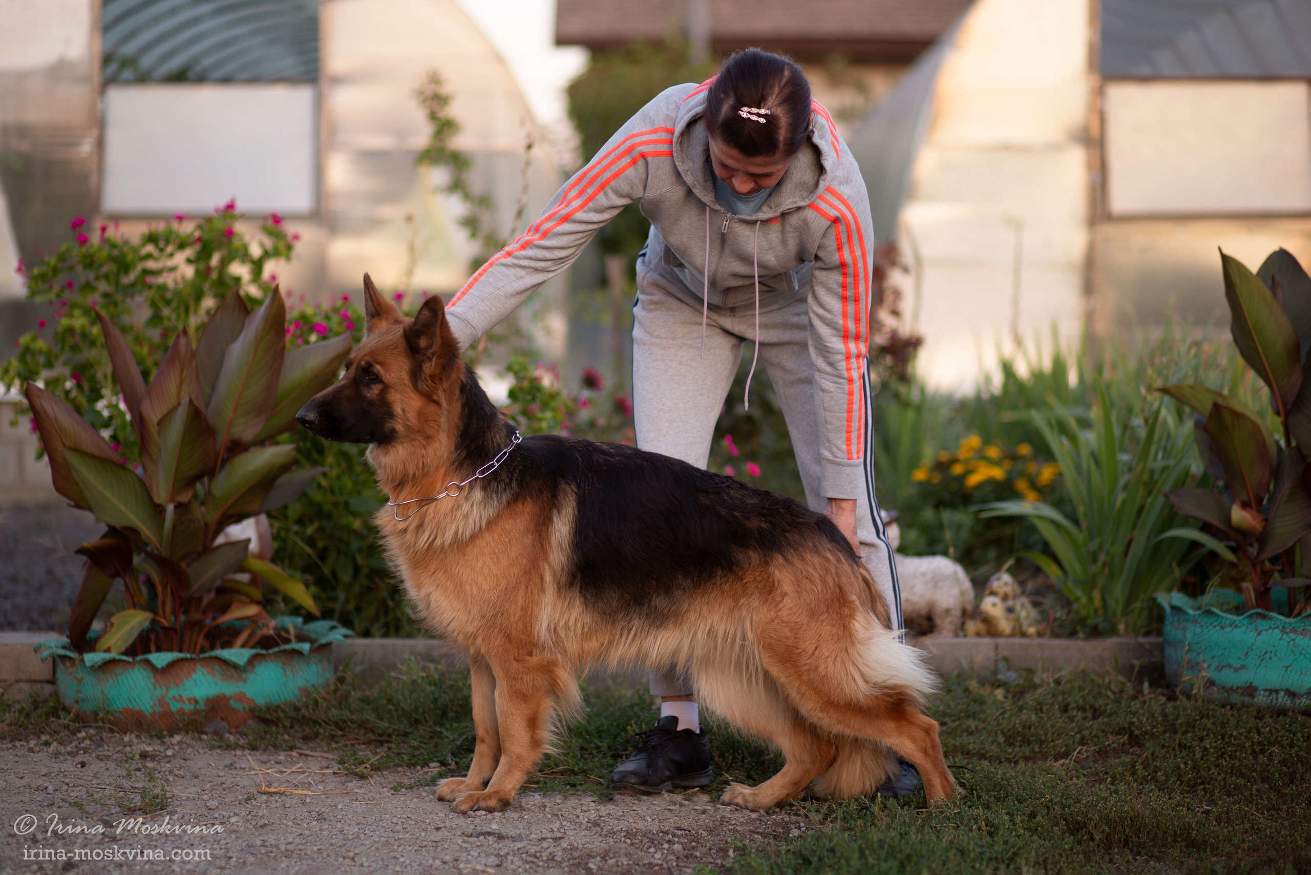 Питомник «Black Axford» | Старый Оскол. Ирина Москвина | фотограф | Москва