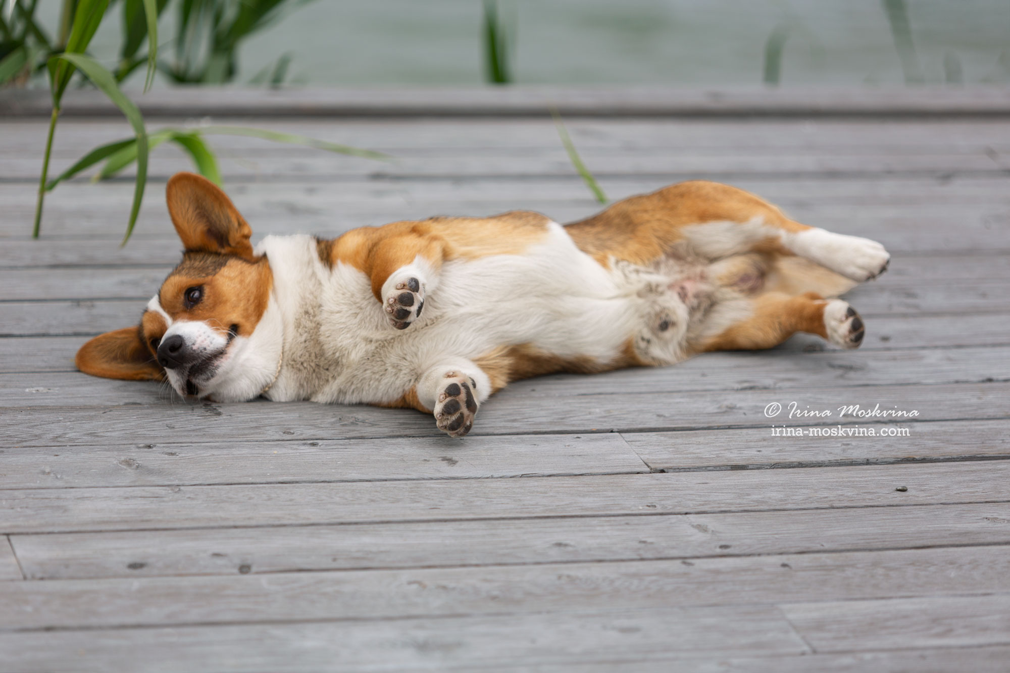 Фотосессия кардиганов Виски и Колы | Белгород | май 2022. Ирина Москвина | фотограф | Москва