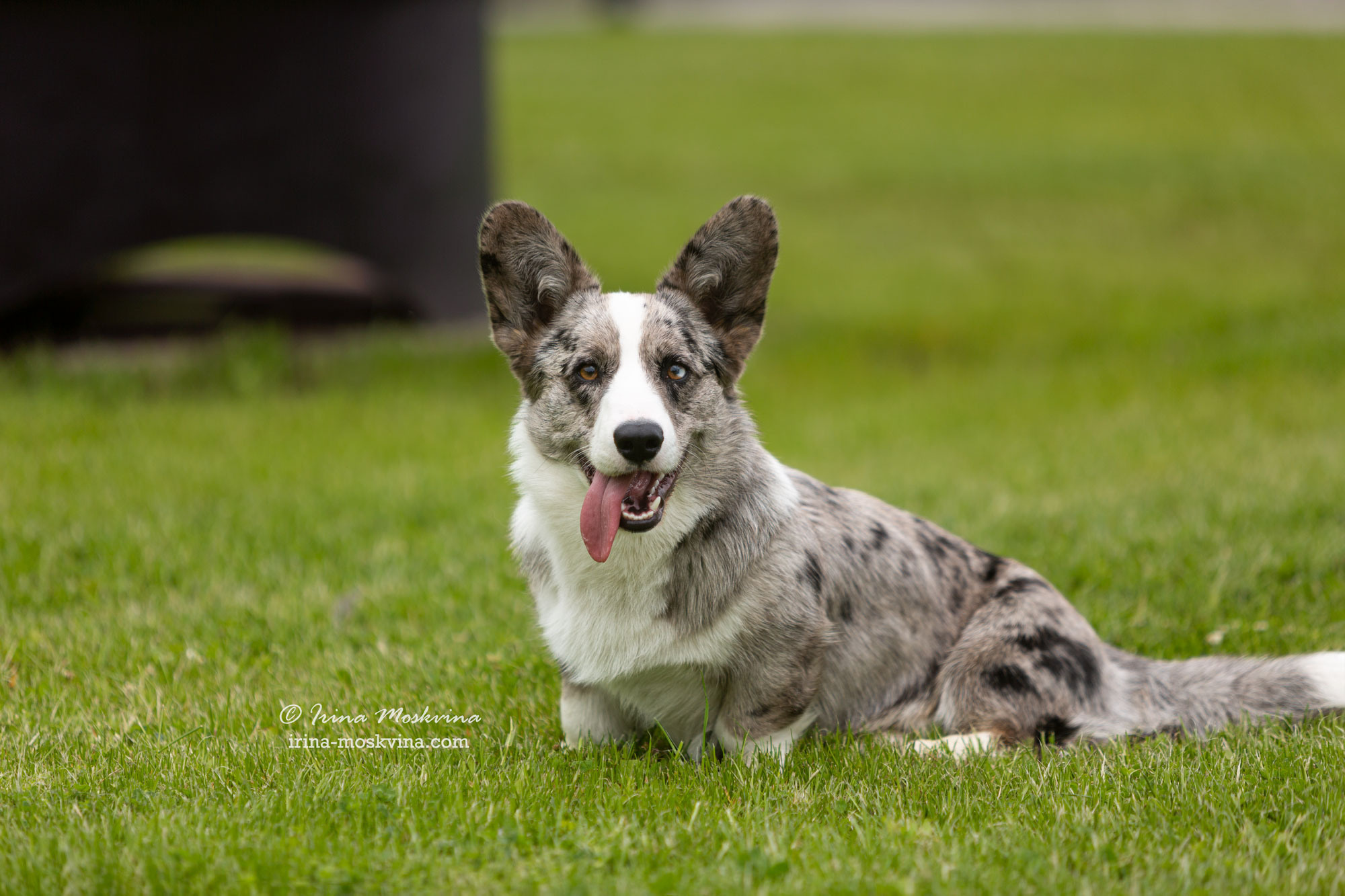 Фотосессия кардиганов Виски и Колы | Белгород | май 2022. Ирина Москвина | фотограф | Москва