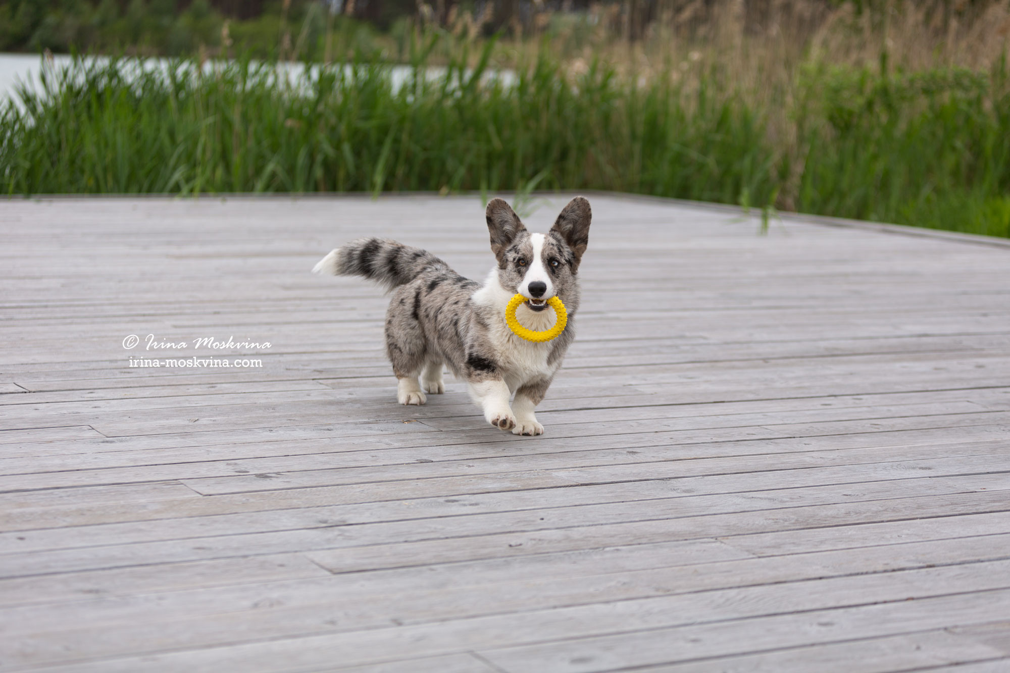 Фотосессия кардиганов Виски и Колы | Белгород | май 2022. Ирина Москвина | фотограф | Москва