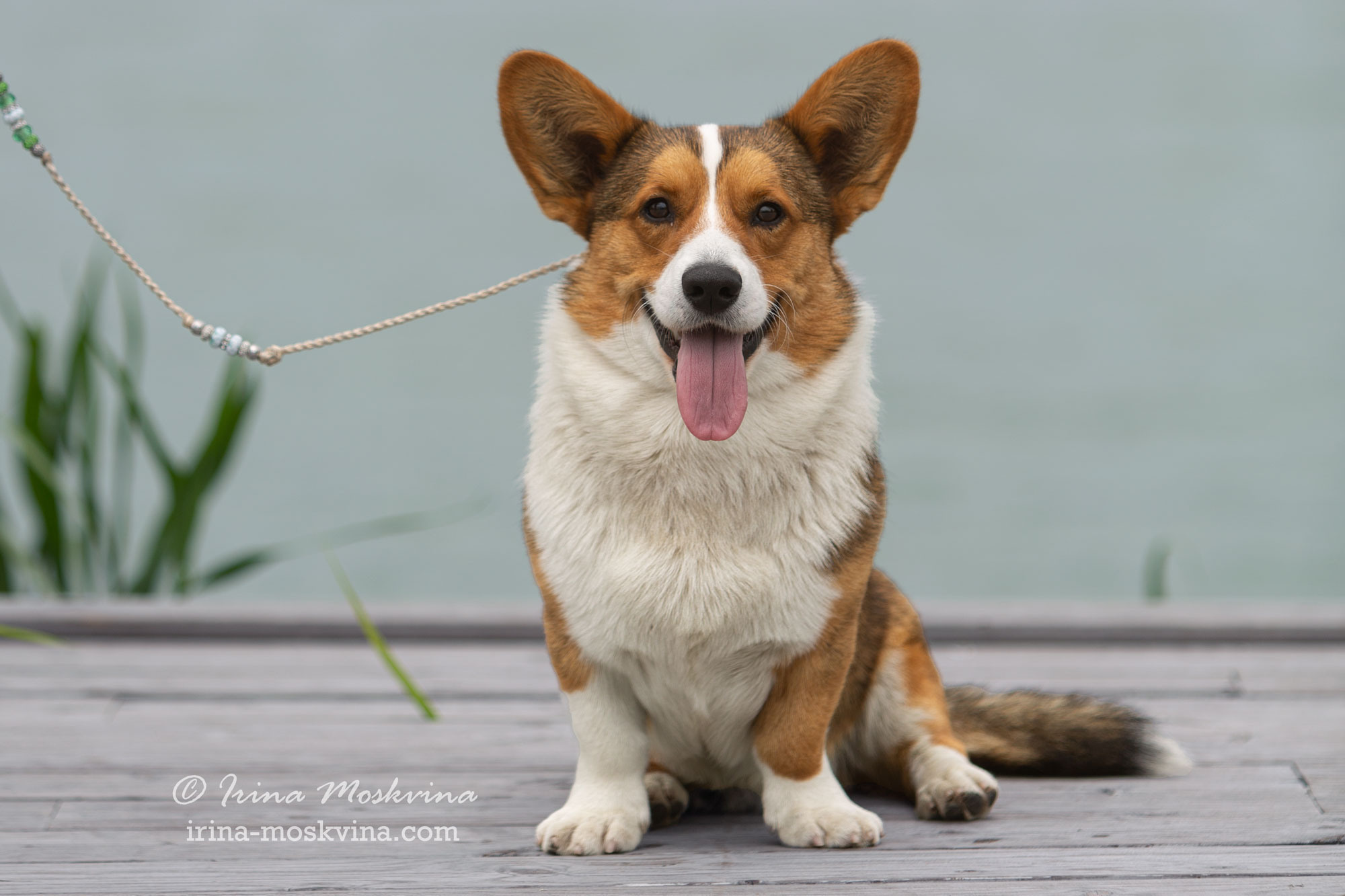 Фотосессия кардиганов Виски и Колы | Белгород | май 2022. Ирина Москвина | фотограф | Москва