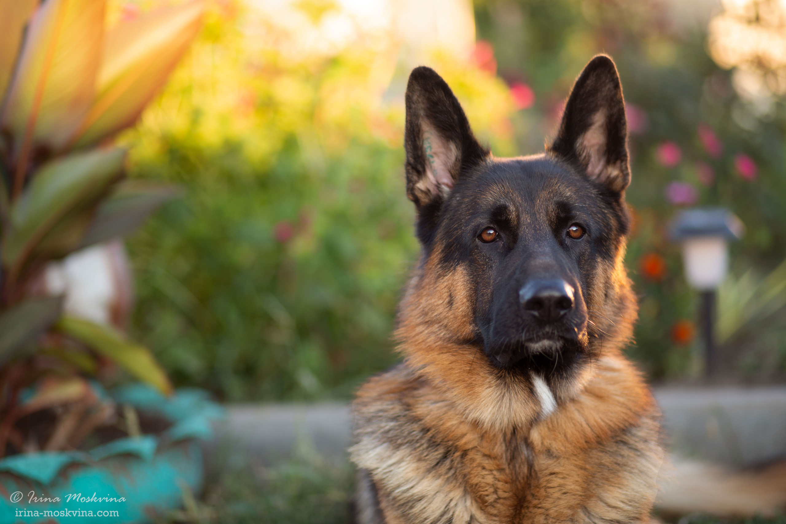 Питомник «Black Axford» | Старый Оскол. Ирина Москвина | фотограф | Москва