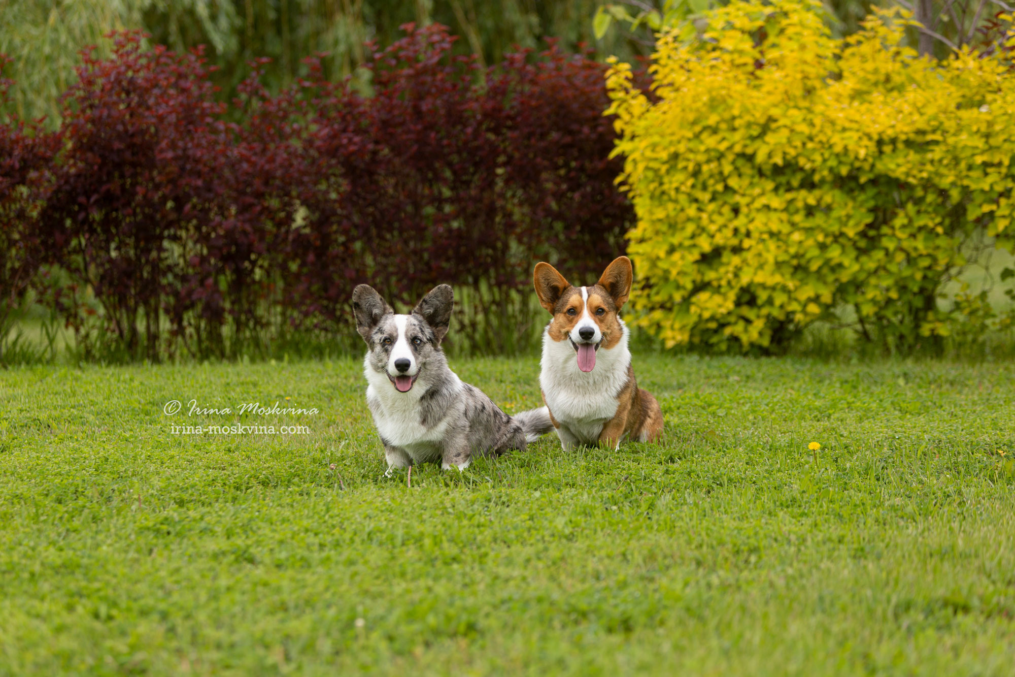 Фотосессия кардиганов Виски и Колы | Белгород | май 2022. Ирина Москвина | фотограф | Москва