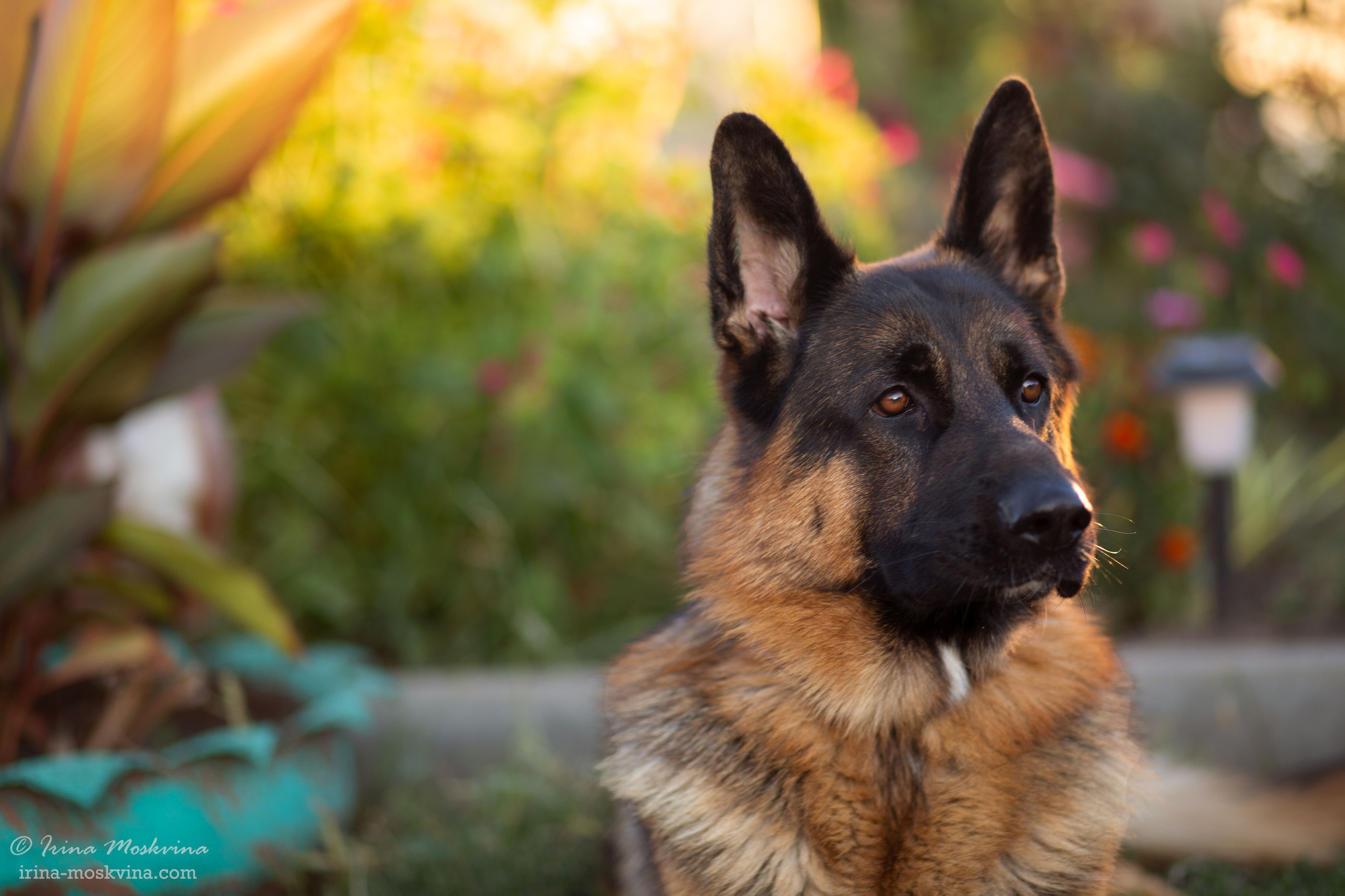 Питомник «Black Axford» | Старый Оскол. Ирина Москвина | фотограф | Москва