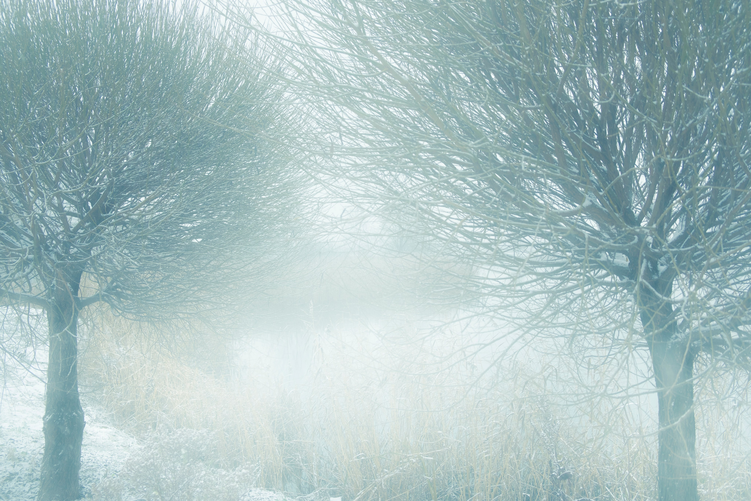 Vetvi. Коллекция