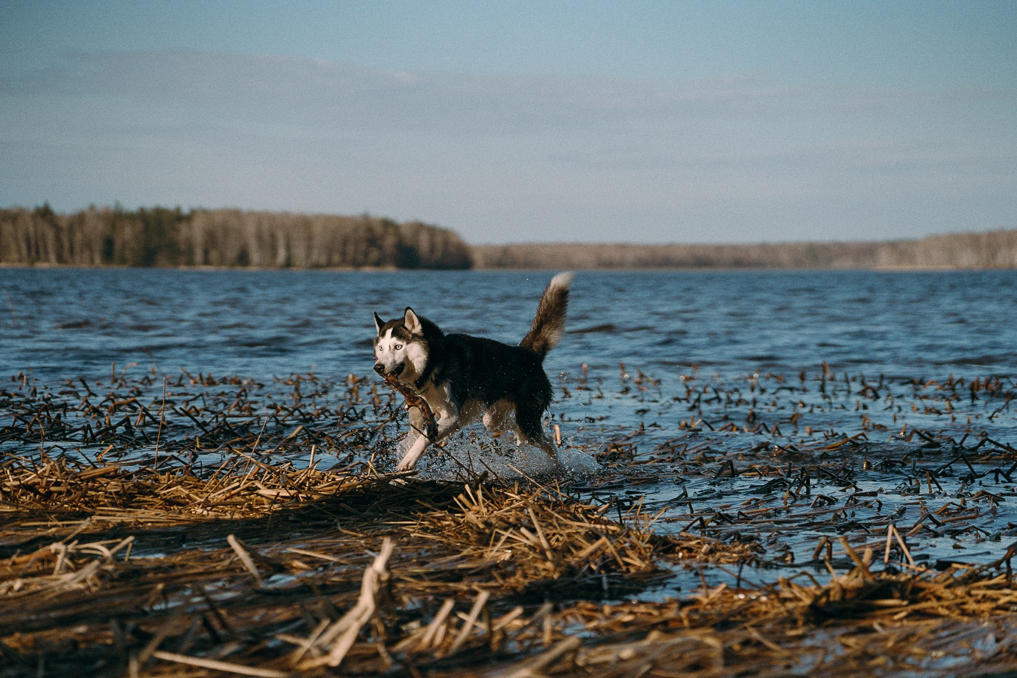 Наташа и Сириус. Фотограф анималист в Москве и Санкт-Петербурге Свиридова Анна
