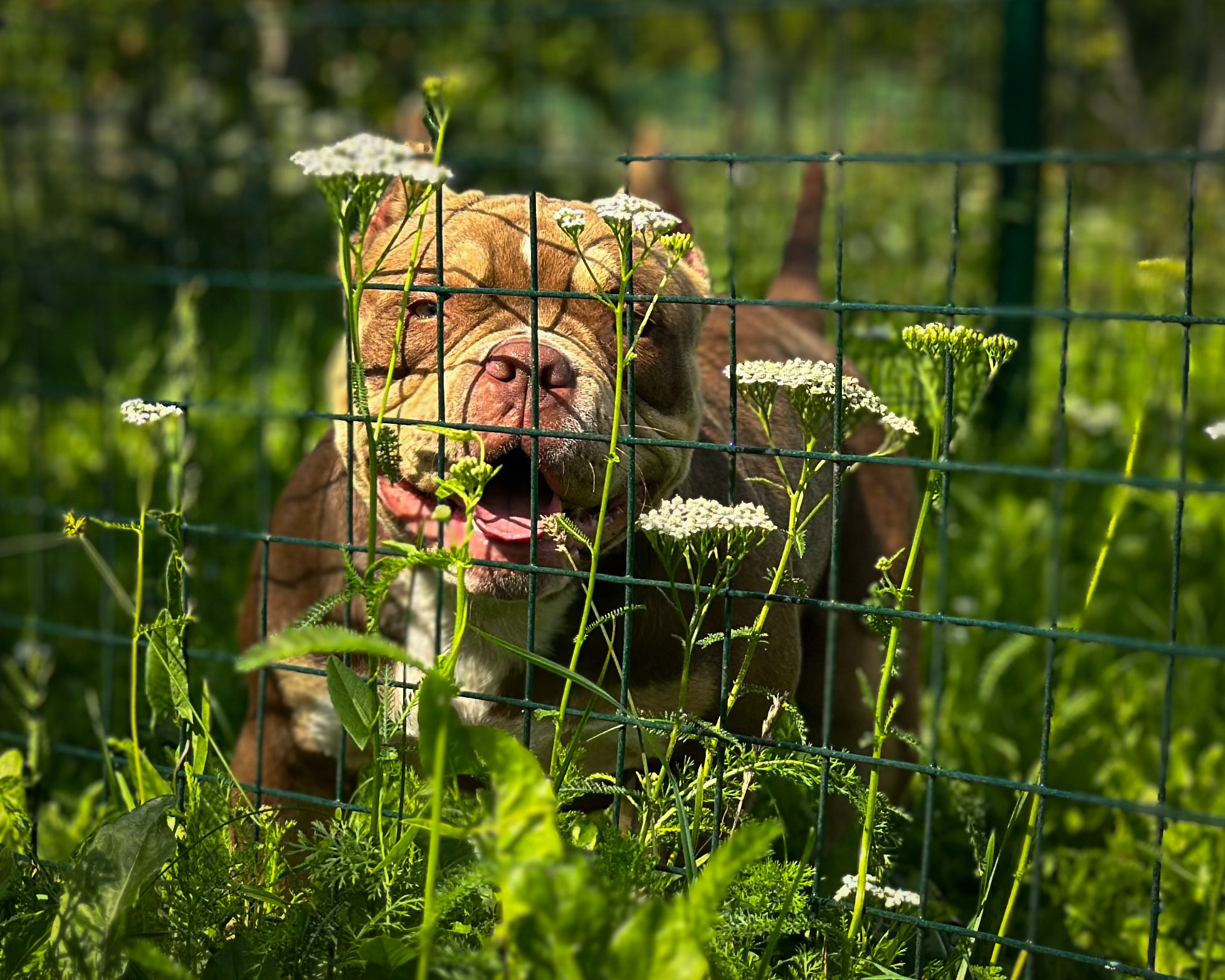Ultimate Bully Tinky-Winky. Питомник американских булли Bounty Pride Bully
