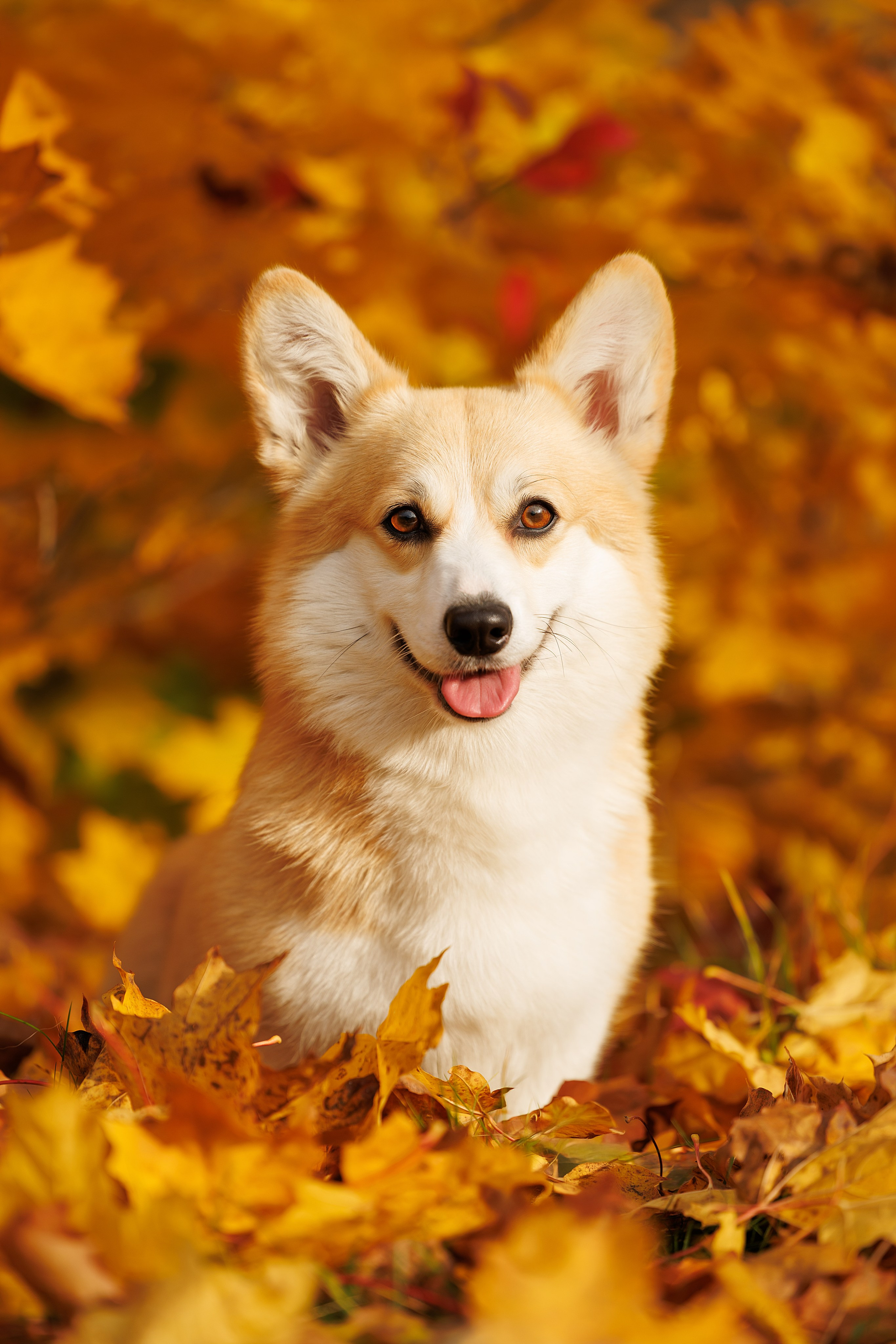 Портфолио: Фотосъёмка собак в Москве и области — авторские образы. Фотограф-анималист и бренд-фотограф в Москве | Фотография собак, людей, бизнес-портрет