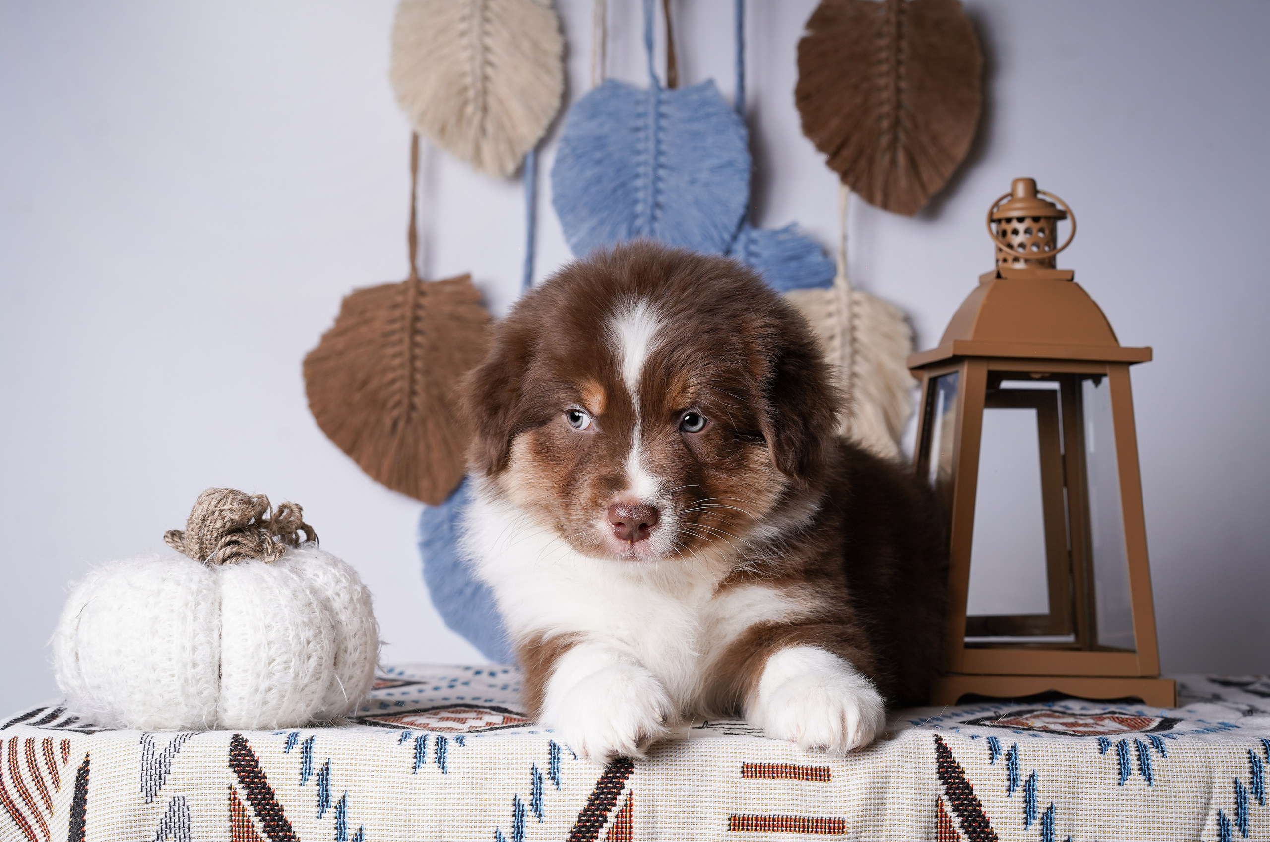 Щенки аусси. Фотограф-анималист в Санкт-Петербурге Яна Мартынова