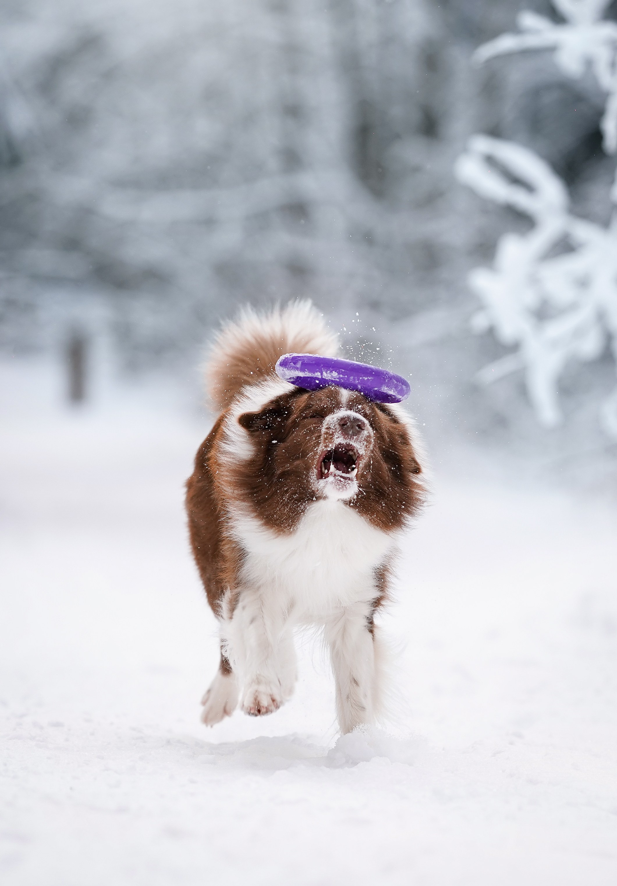 Катя и Ская. Фотограф-анималист в Санкт-Петербурге Яна Мартынова