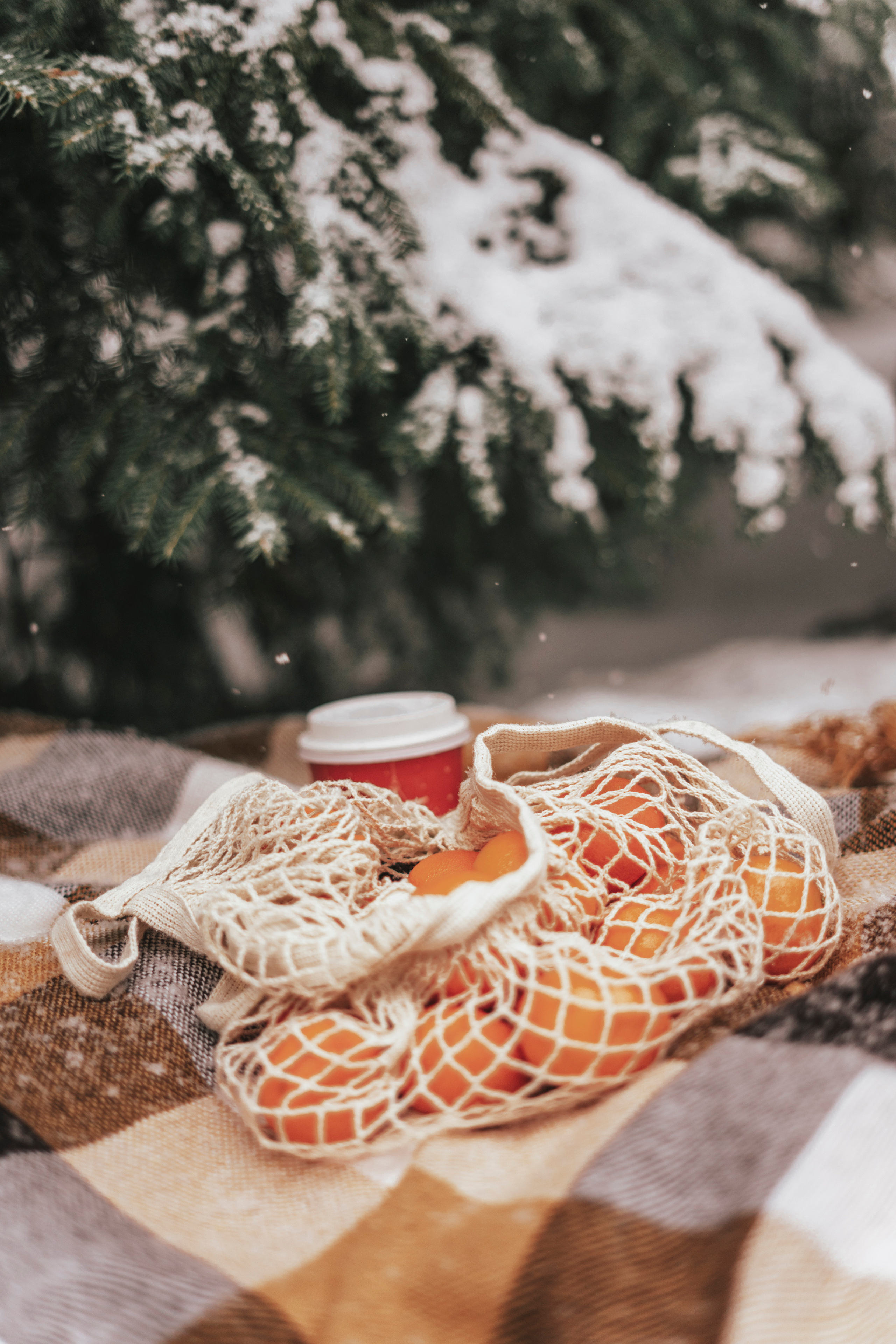 Елена. Экотропа. Январь 2022. Главная