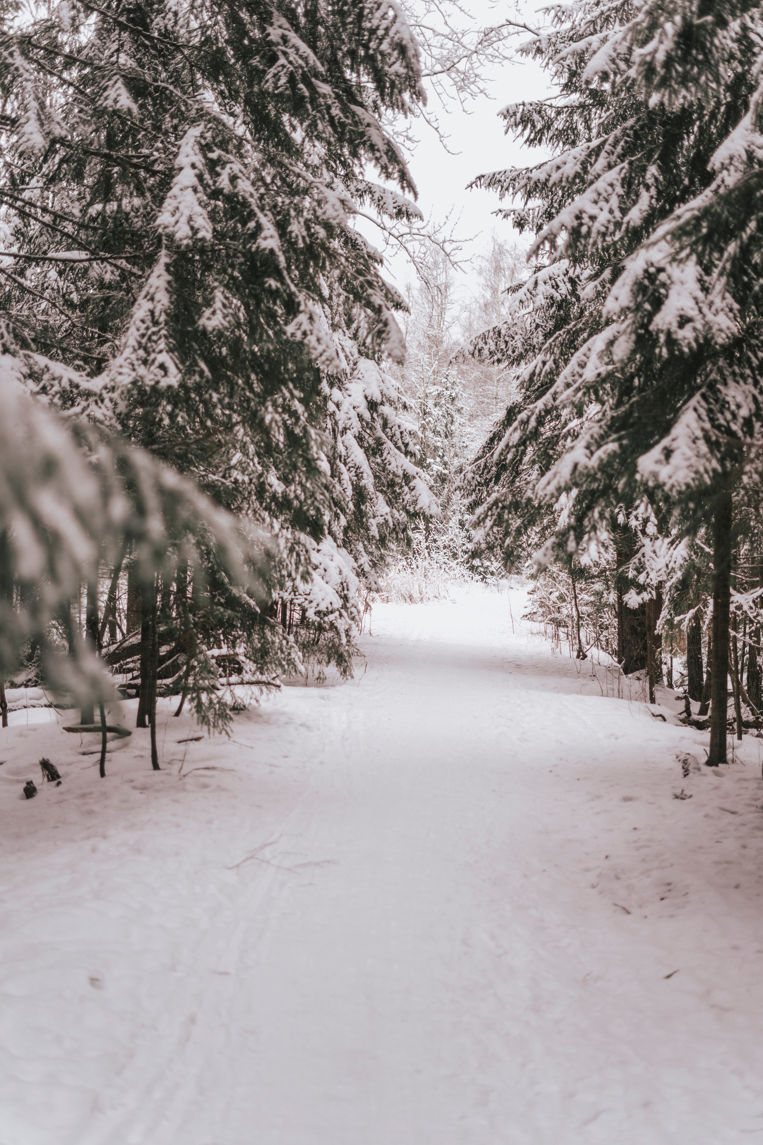 Елена. Экотропа. Январь 2022. Главная