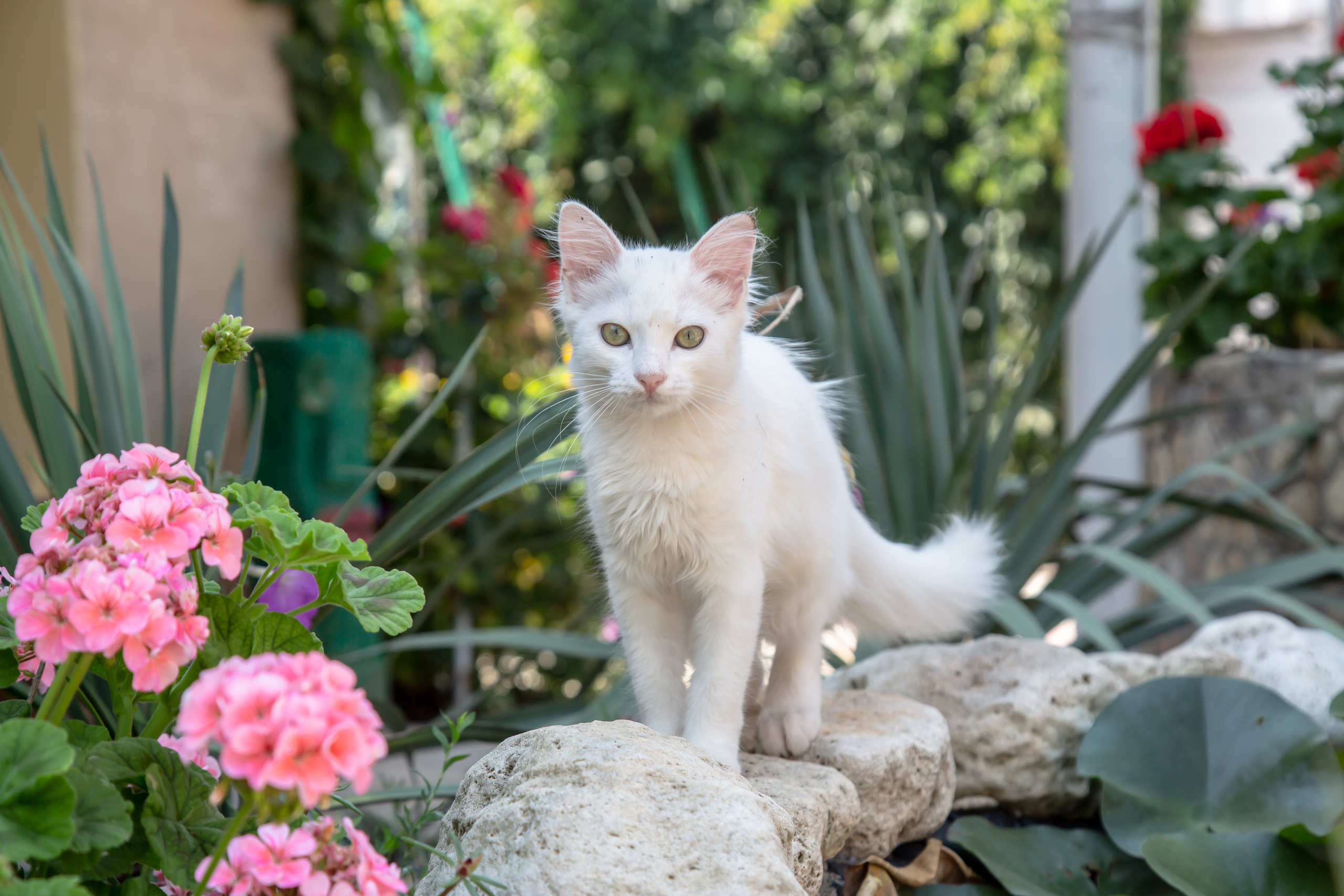 Белый кот крадется в саду