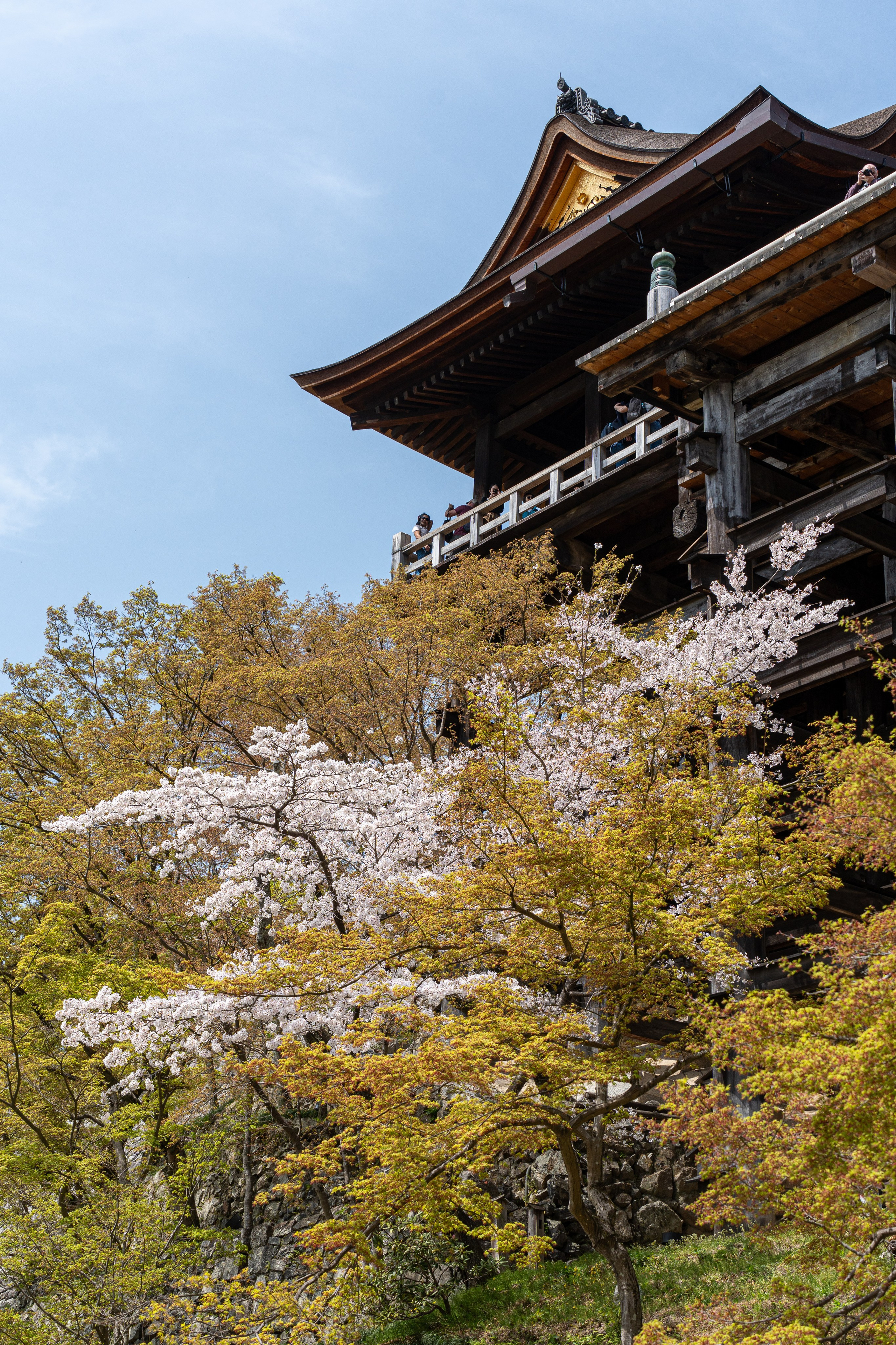 Япония, сакура. Творческие сьемки