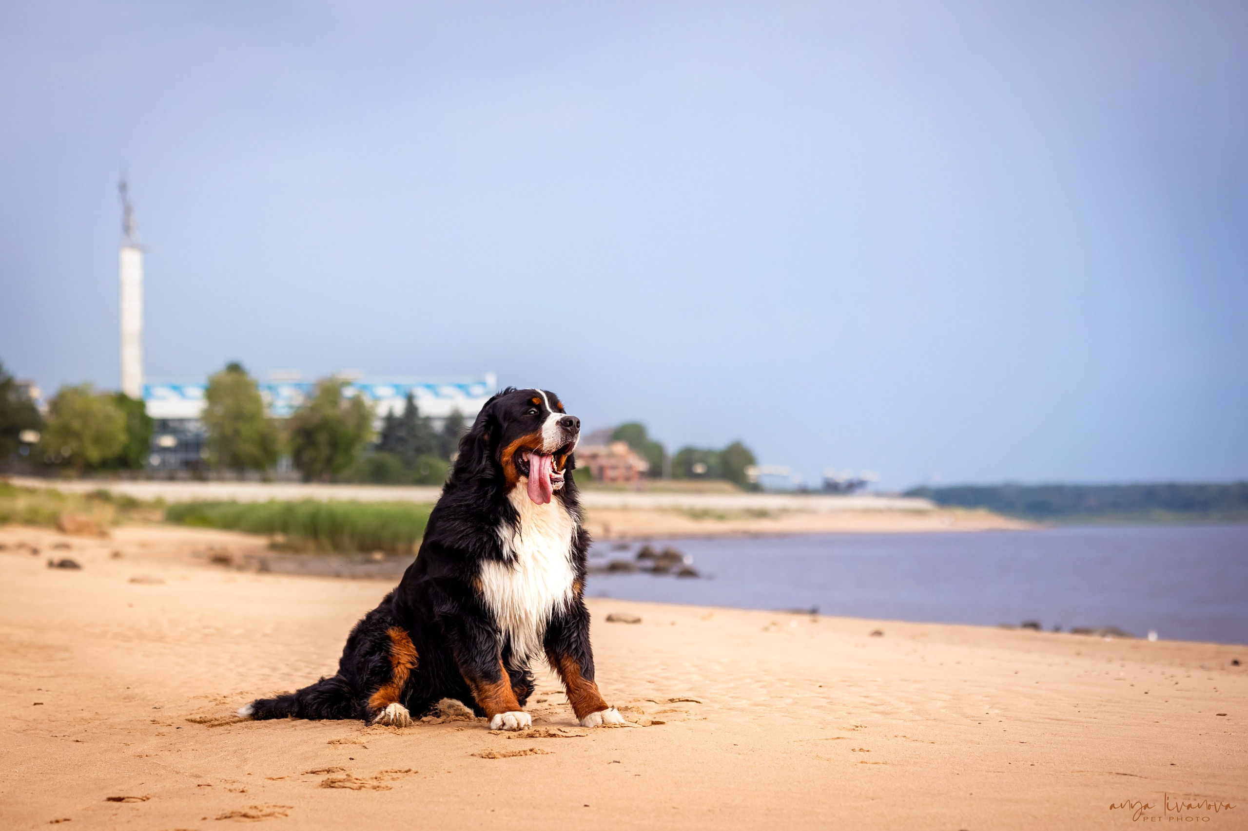 Маша и Буч. Фотограф анималист Аня Ливанова | Рыбинск