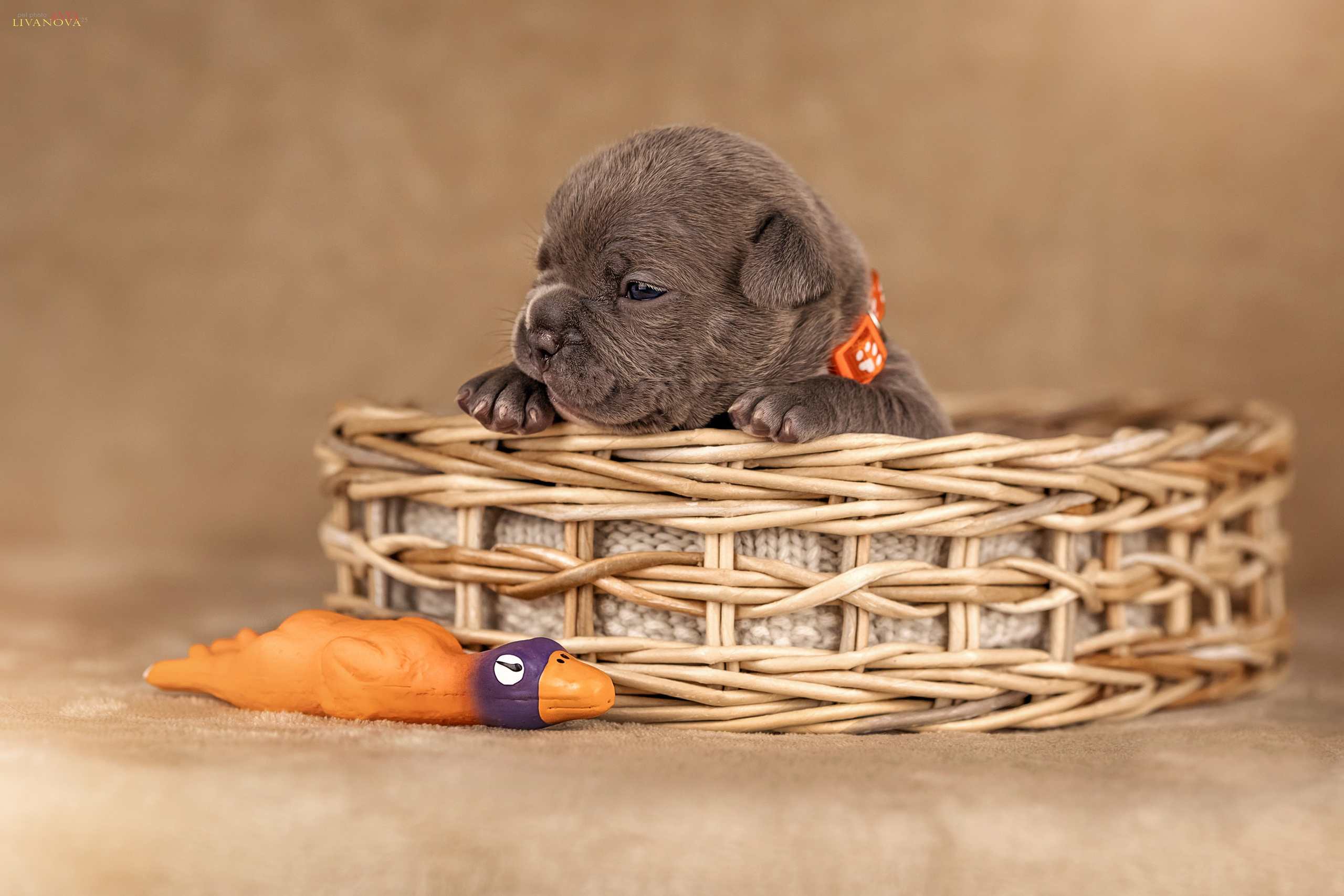 Амбулли. Фотограф анималист Аня Ливанова | Рыбинск