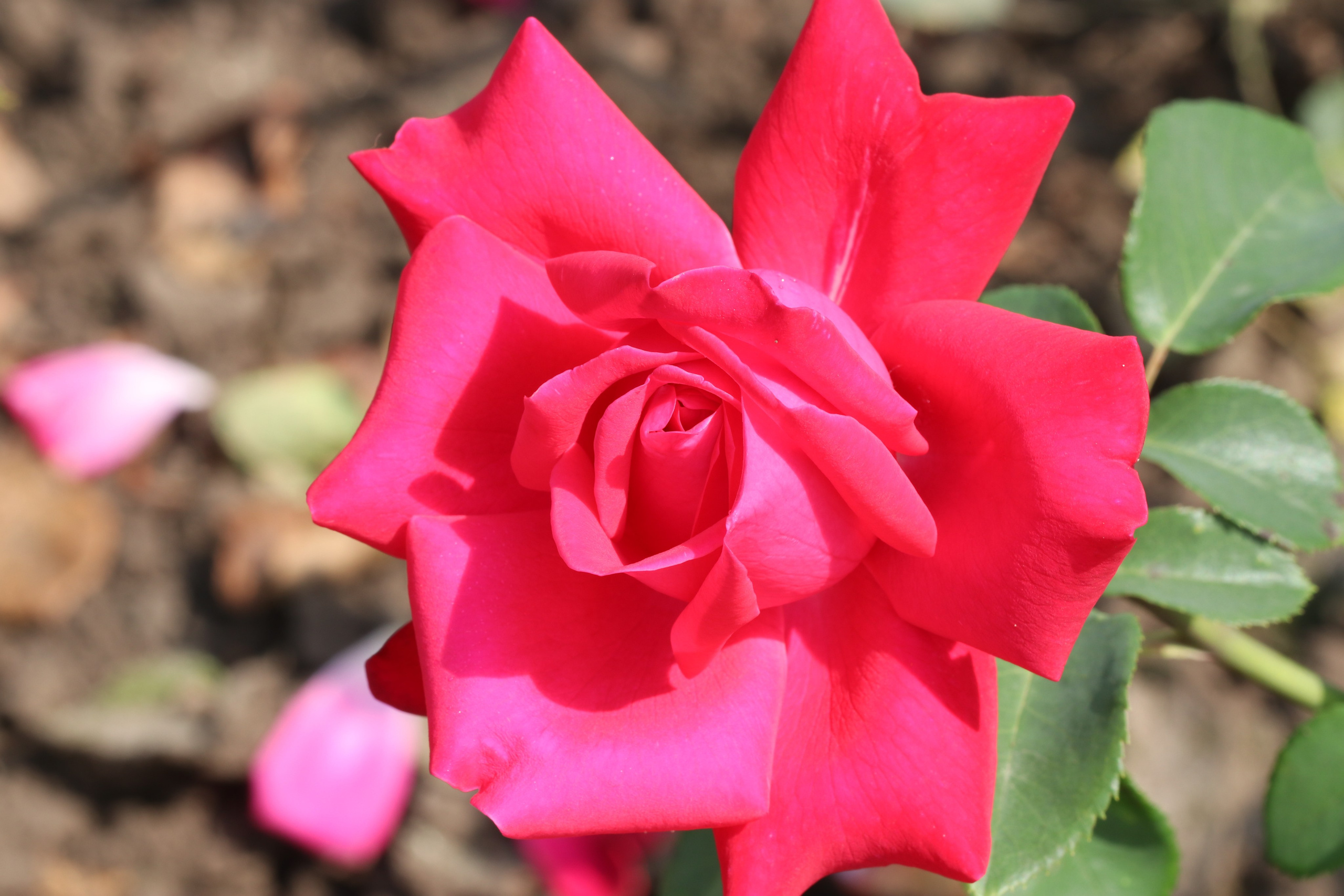Долина роз в Кисловодске. Фото-художник и Репортажный фотограф Николаев Александр Алексеевич