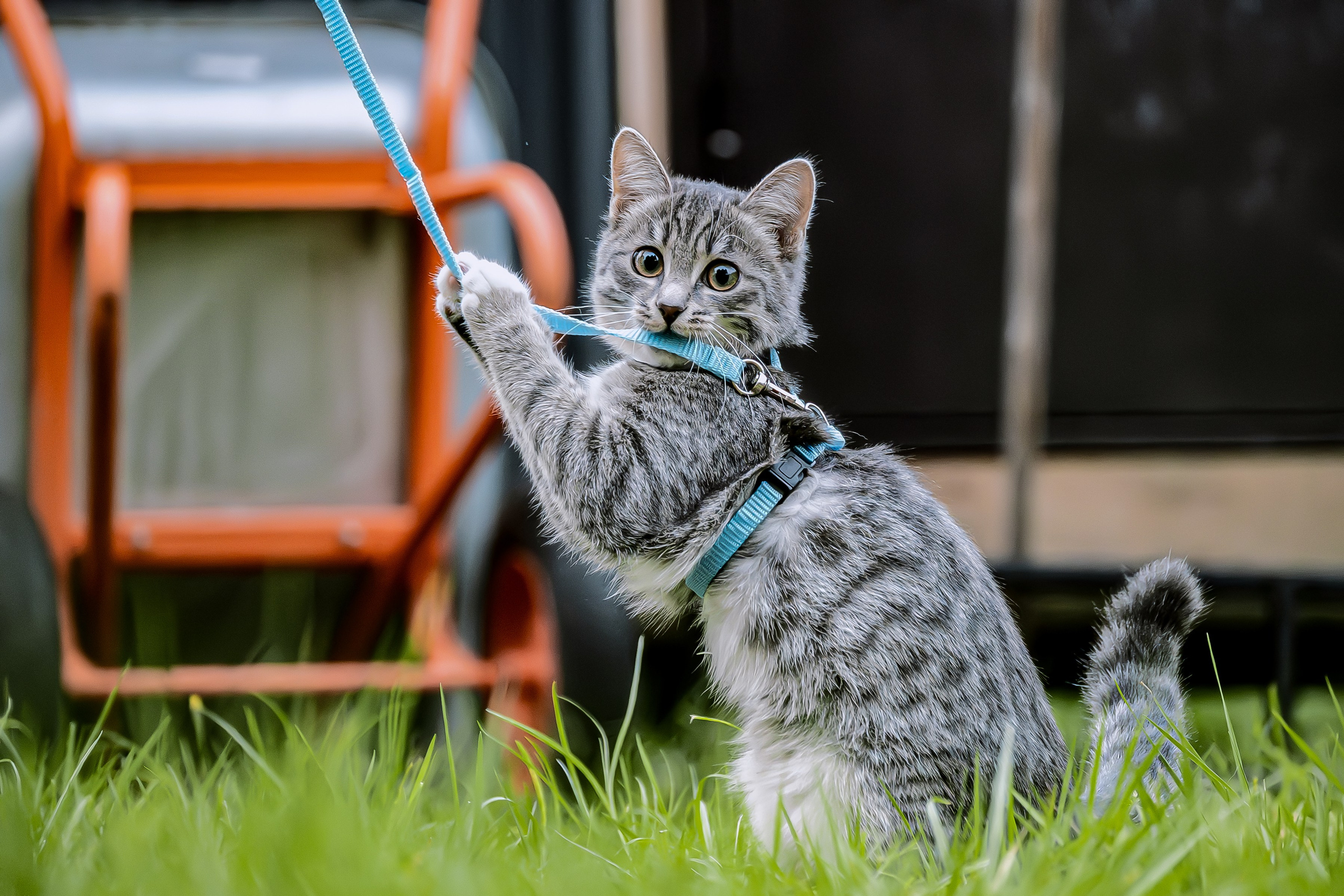 Энималс. Место {не}банальных фото