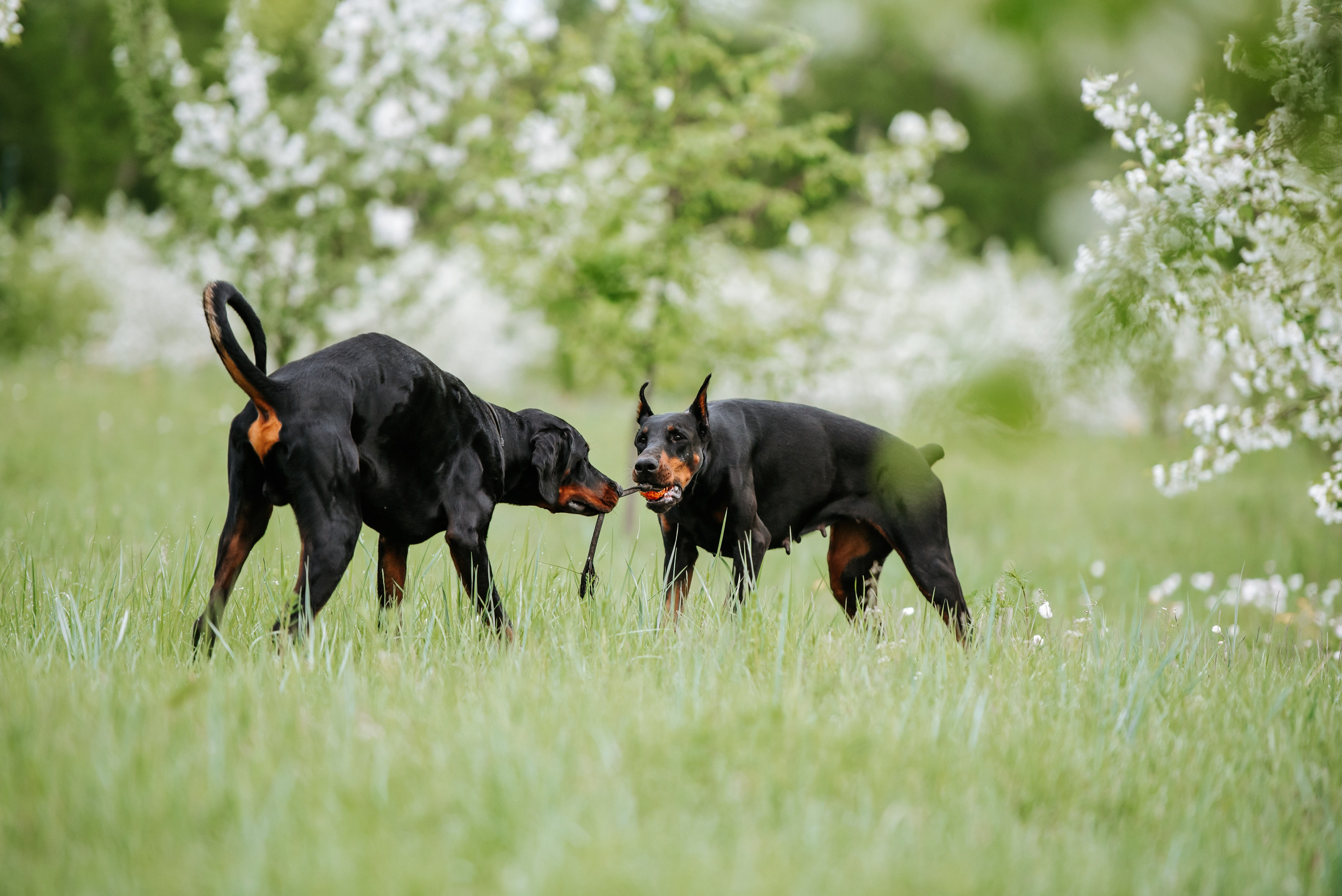 Цветение с доберманами. Фотограф Диана Оленина Красноярск / Братск