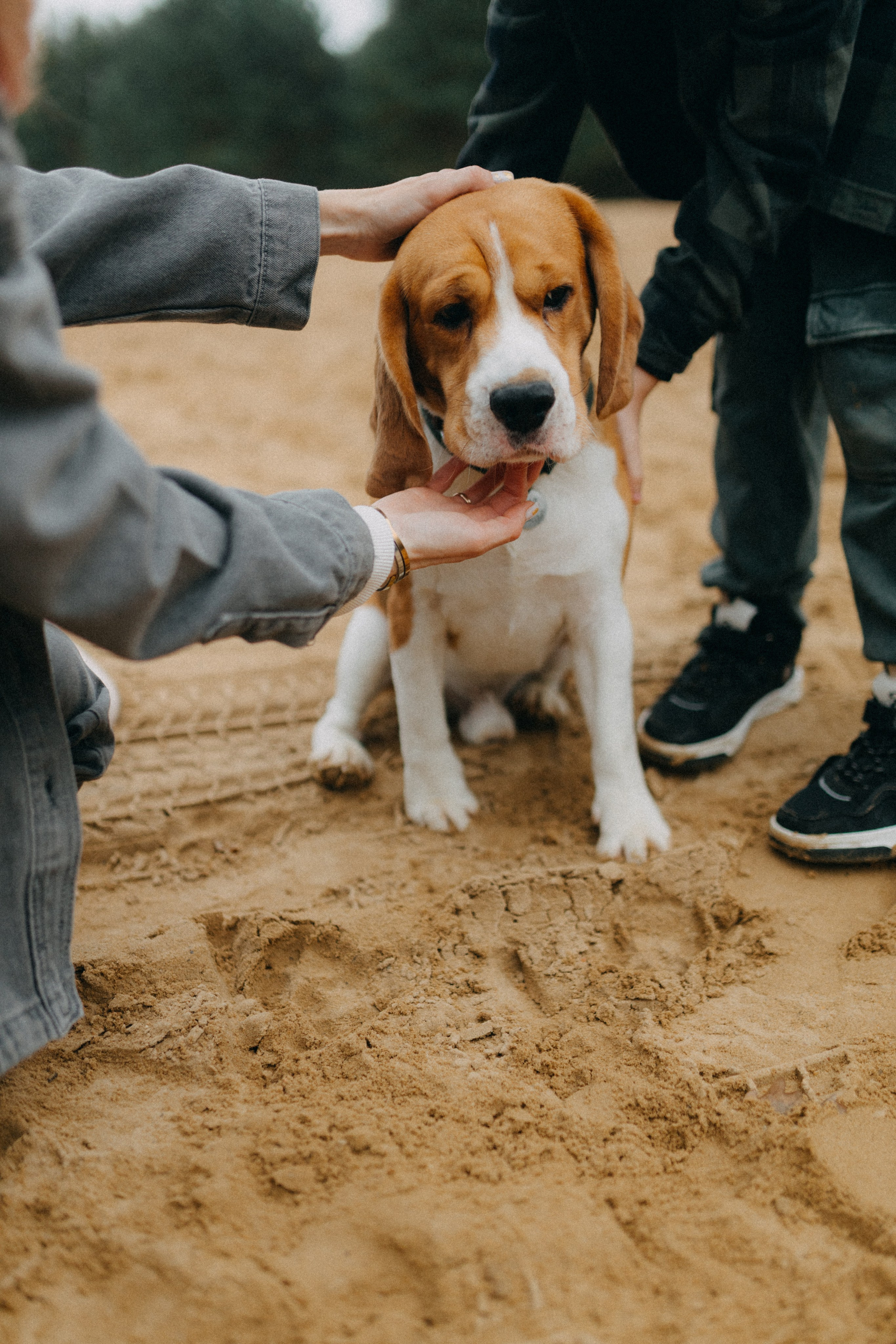 Ксюша & Федя. Прогулка с Лайдом. Фотограф НОГИНСК, Москва, Анастасия Белая