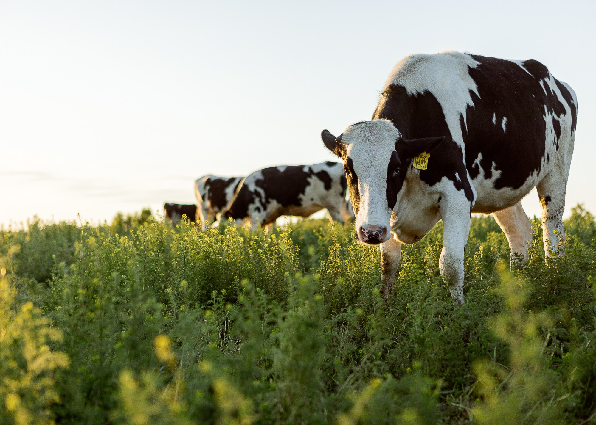 ЭкоНива — производитель молока № 1 в России