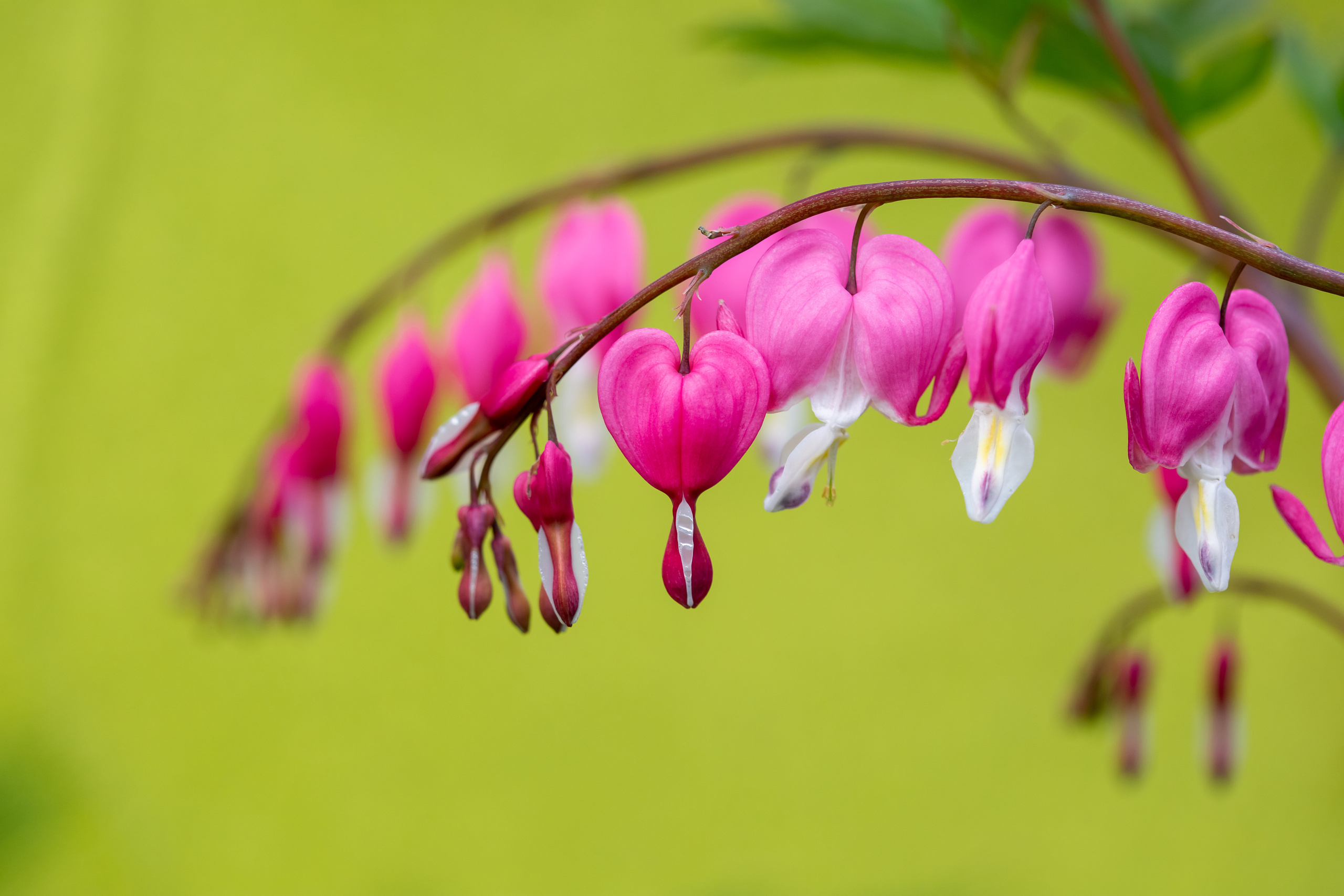 Портфолио фотографа Галины Шараповой. Галина Шарапова Детский и семейный фотограф Москва