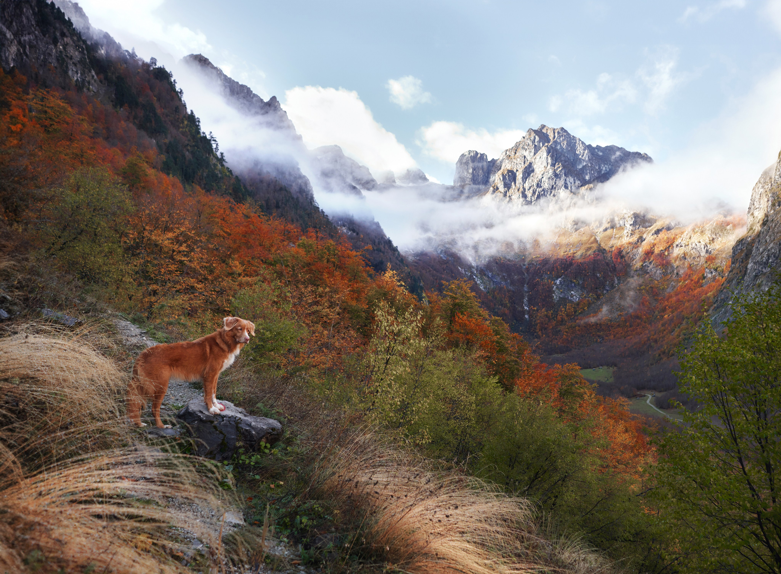 Photo of dogs in nature. landscape with dog. Dog photographer Averianova Anna — Art photography of dogs