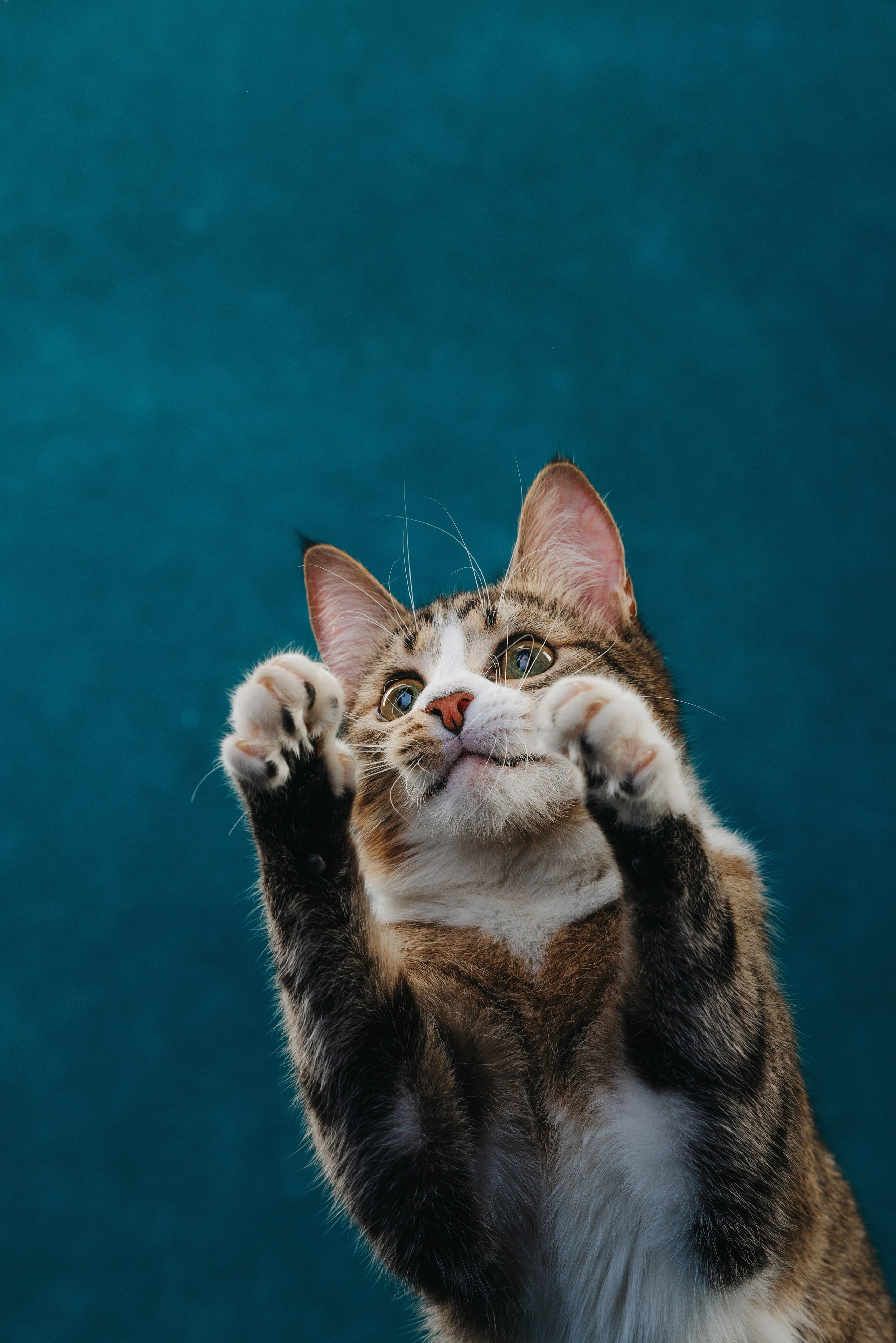 Коты Сет и Квентин. Фотограф анималист Осипчикова Мария