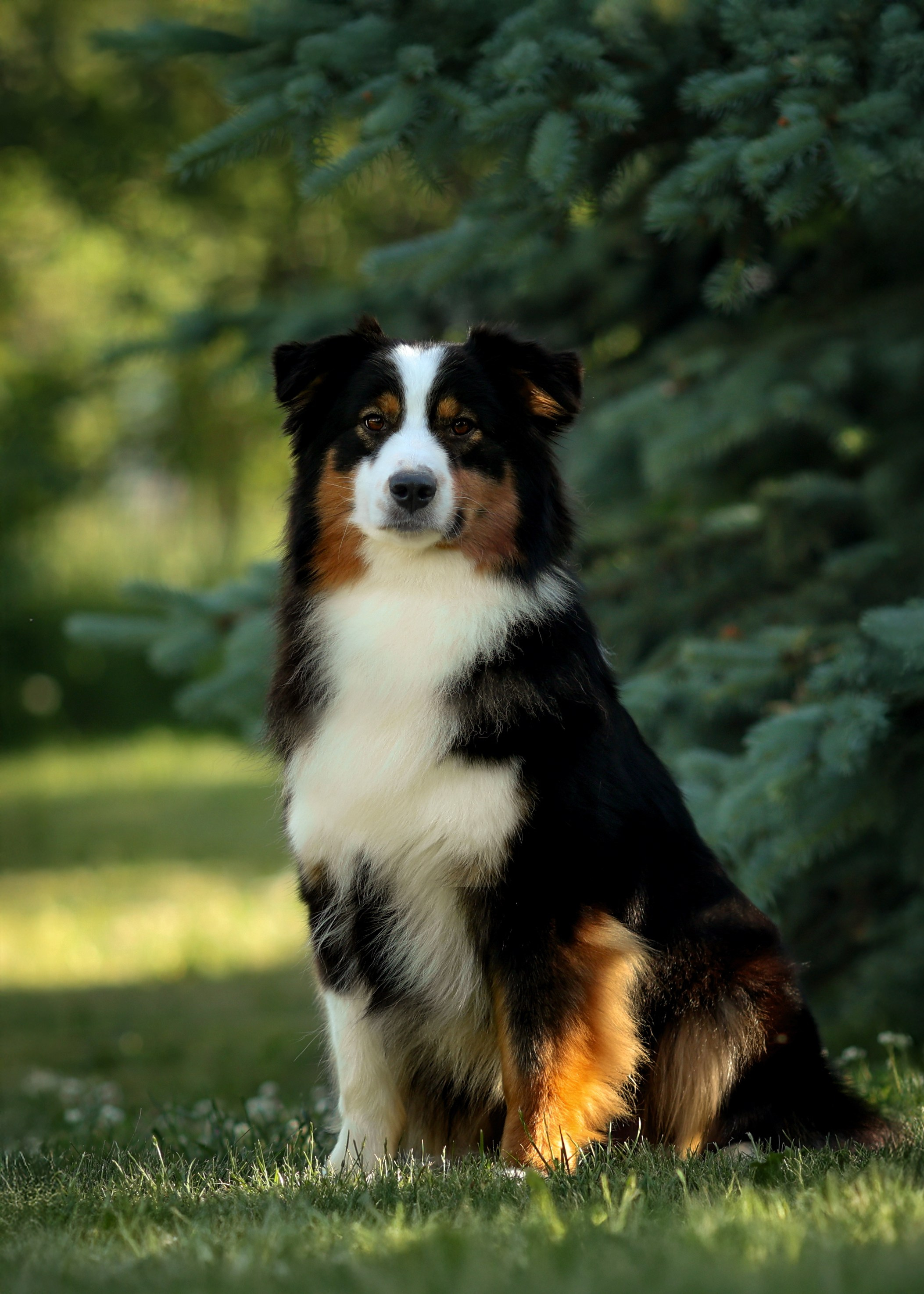 Портфолио: Фотосъёмка собак в Москве и области — авторские образы. Фотограф-анималист и бренд-фотограф в Москве | Фотография собак, людей, бизнес-портрет