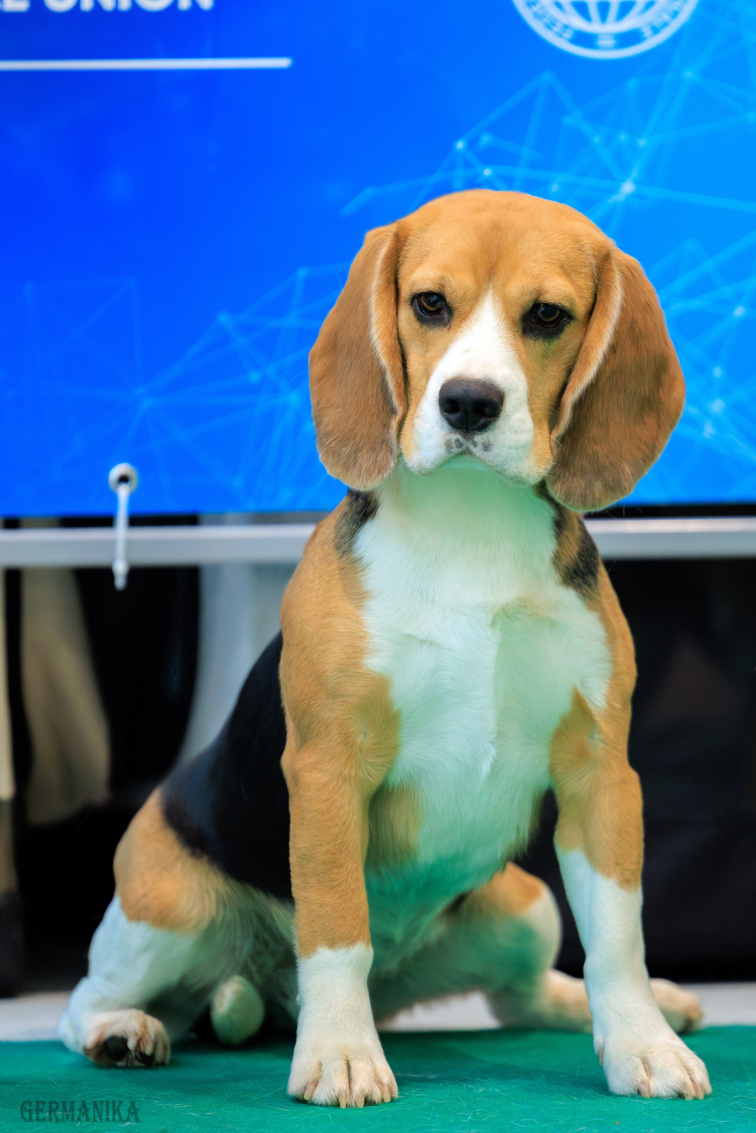 Минск 24-25.02.2024. Фотограф-анималист Юлия Германика