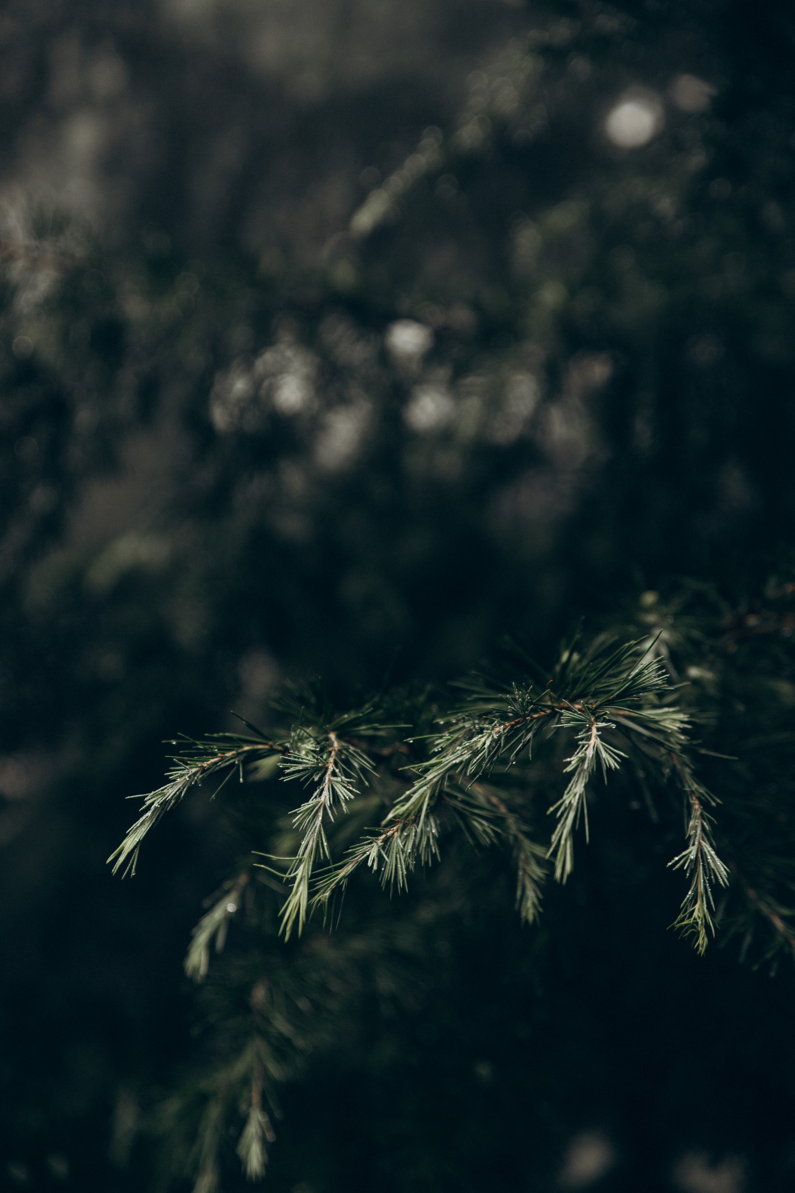 Грузия. Репортажный и детский фотограф в Минске