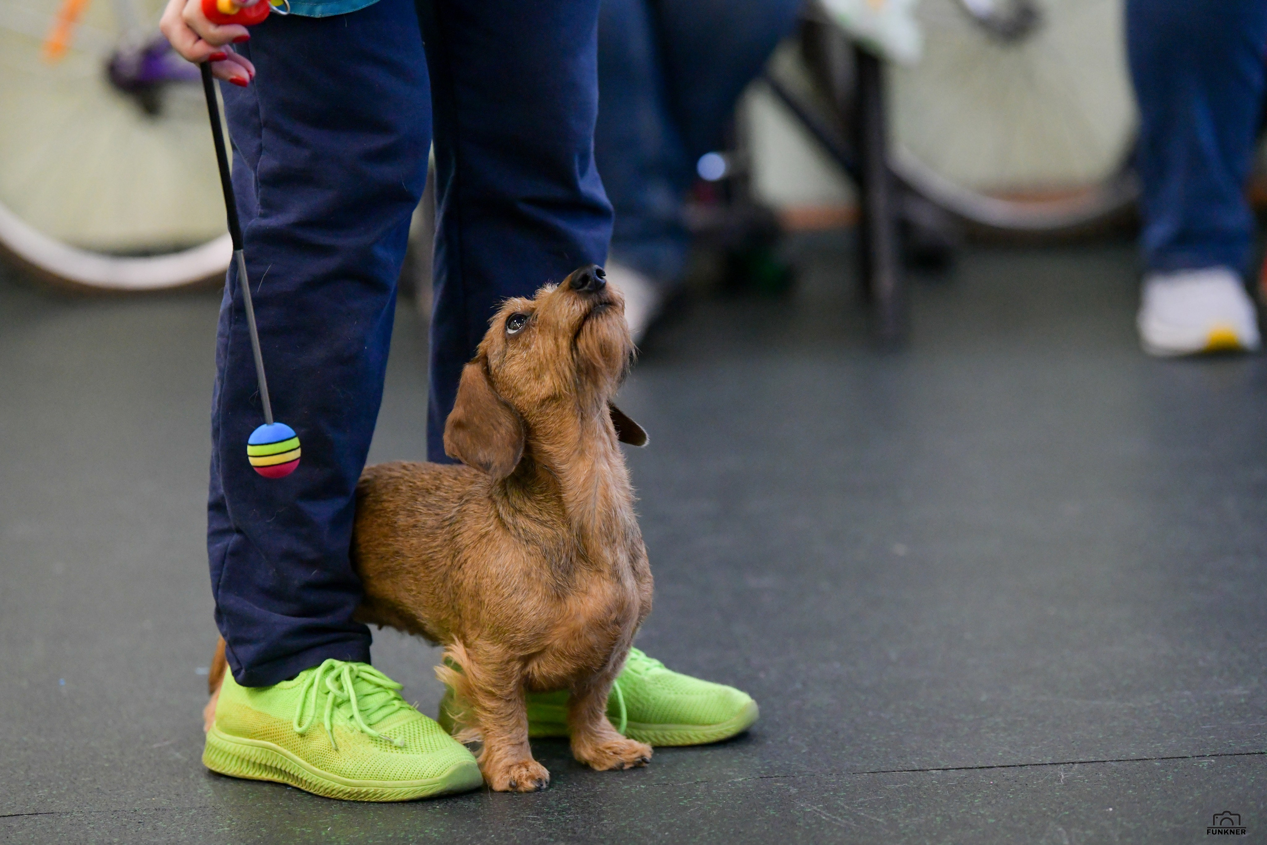 Кинологический клуб «Бодрый хвост». Свой взгляд через объектив