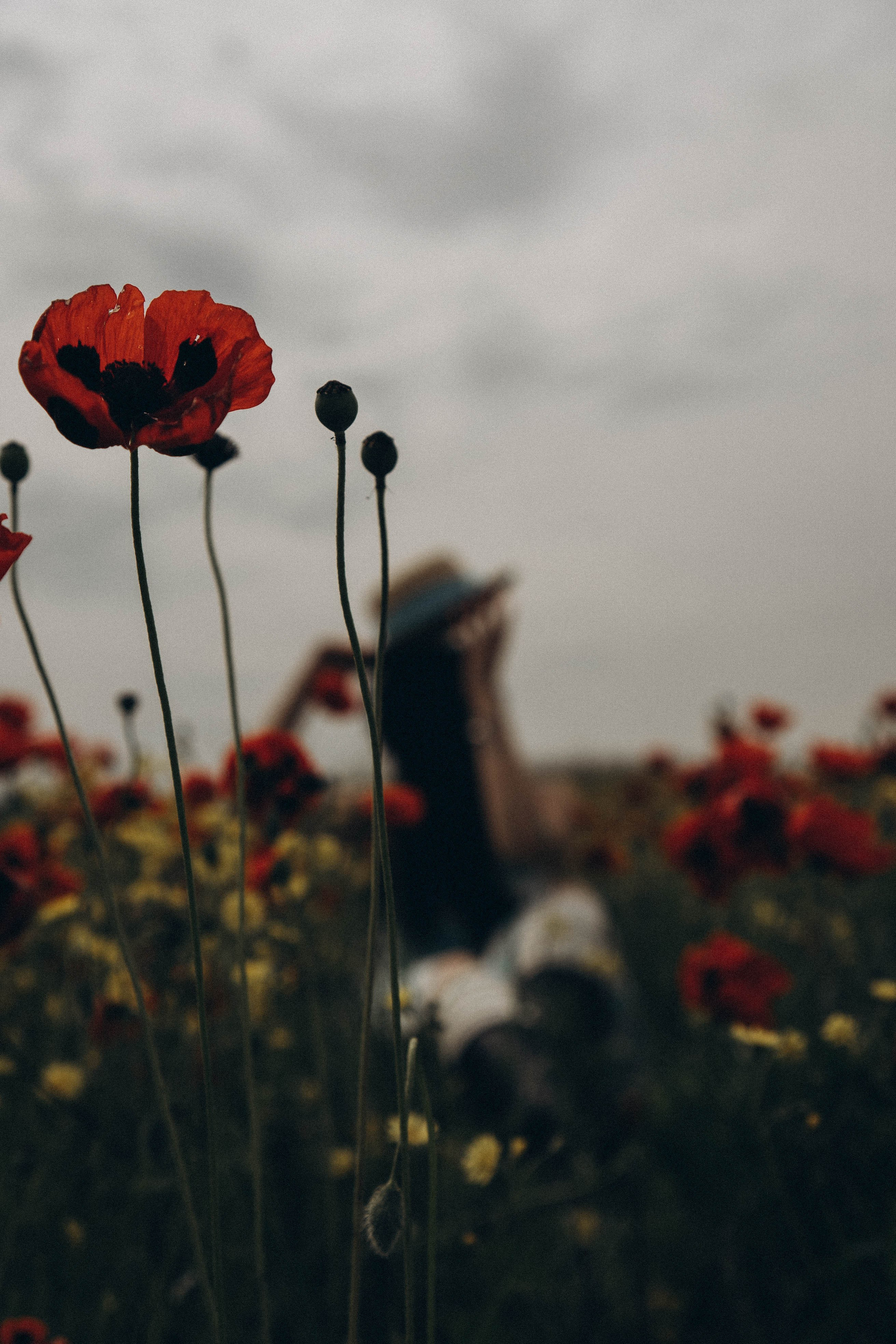 Цветочная поляна. Профессиональный фотограф, Санкт-Петербург — Виктория Богомолова