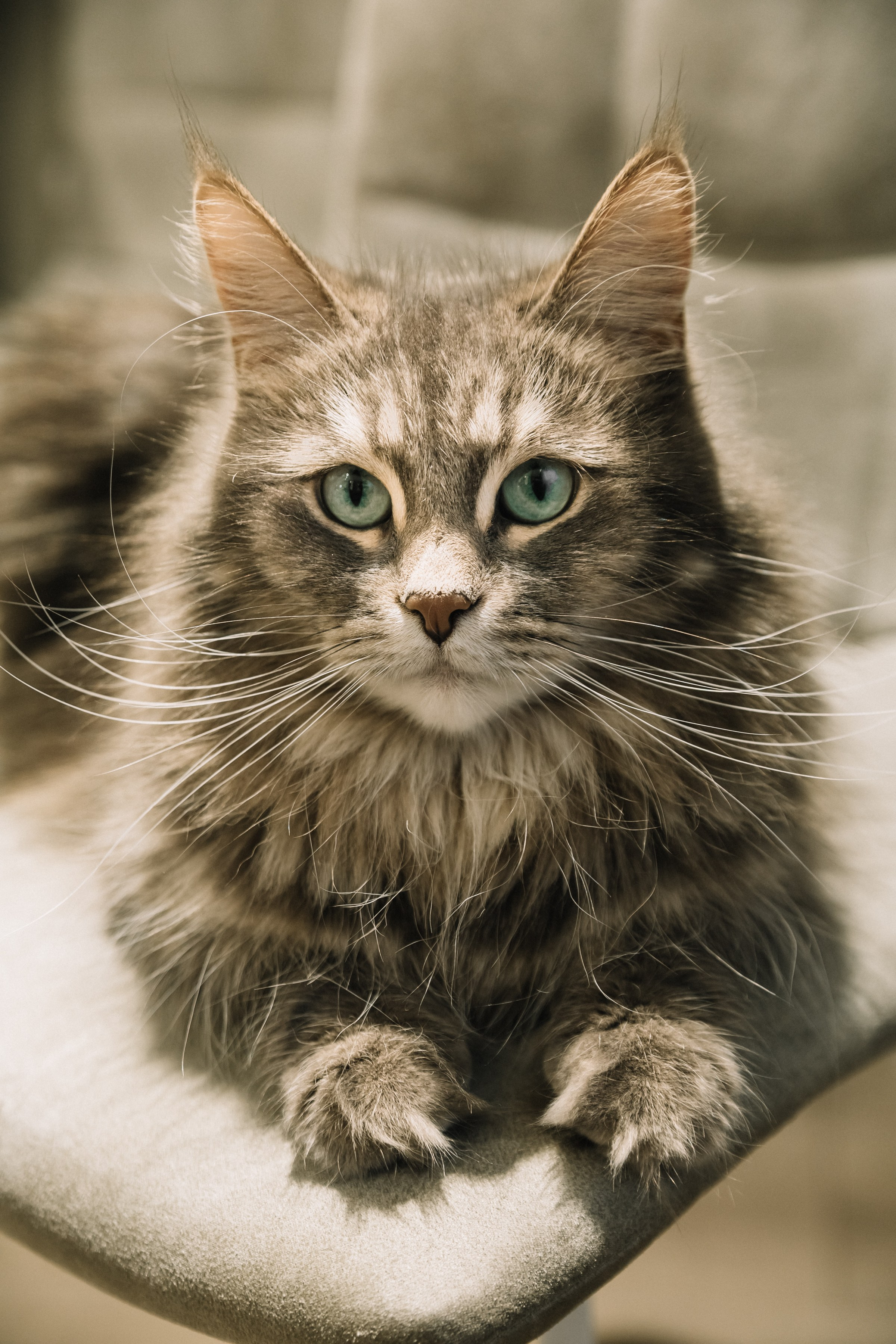 Семейная новогодняя. Семейный фотограф, свадебный фотограф, женский портрет в Санкт-Петербу