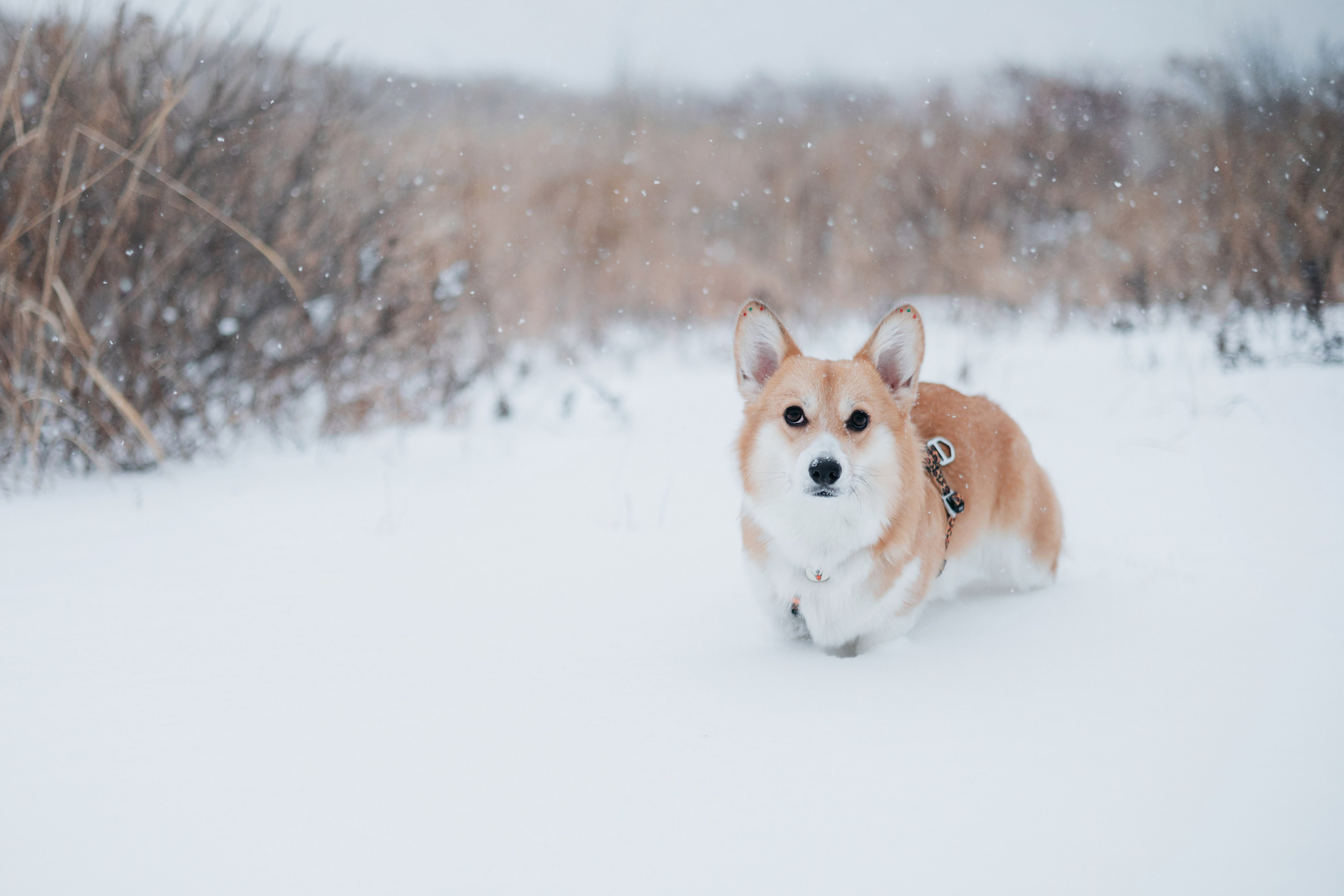 Лена, Лиза и Мия. Фотограф — анималист Владивосток, Алина