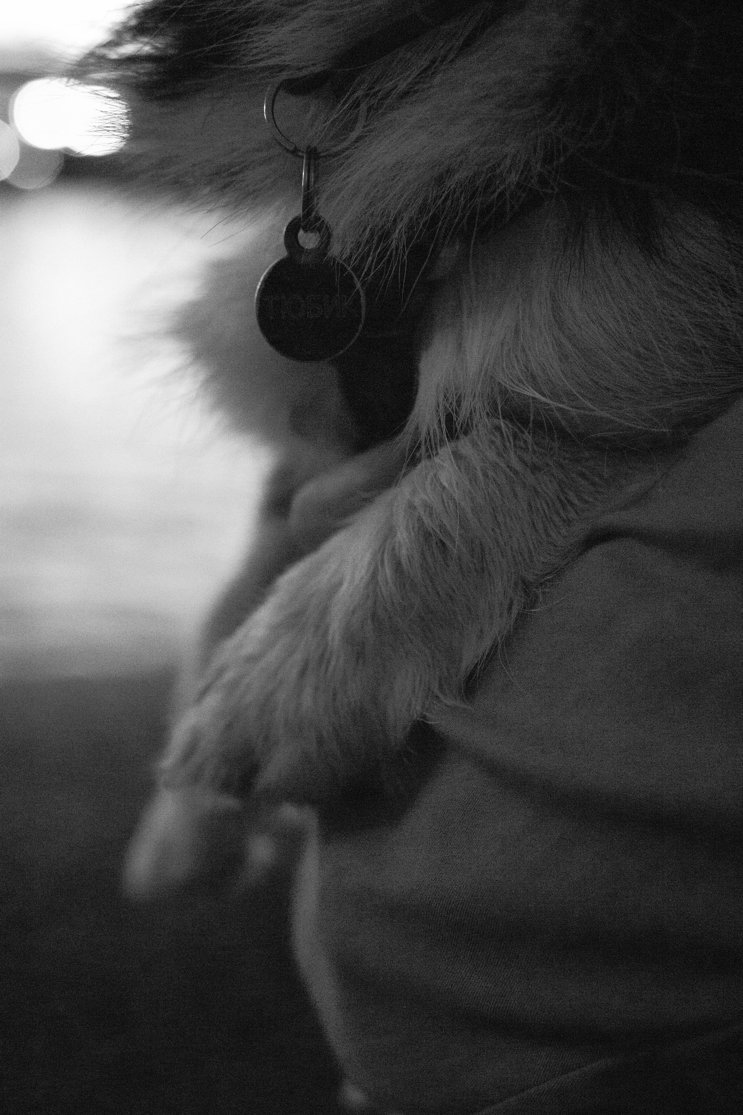 Даша и Тюбик. Фотограф-анималист Ксения Воробьева, Москва