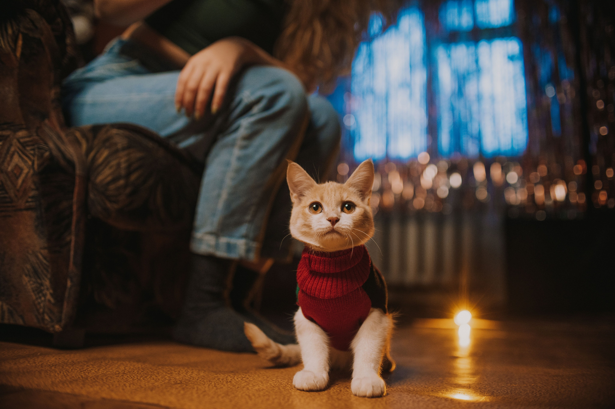 Котовая серия: Настя и Текилла (Королёв, 2022). Анна Пушина, фотограф, Москва, Королев, Пушкино