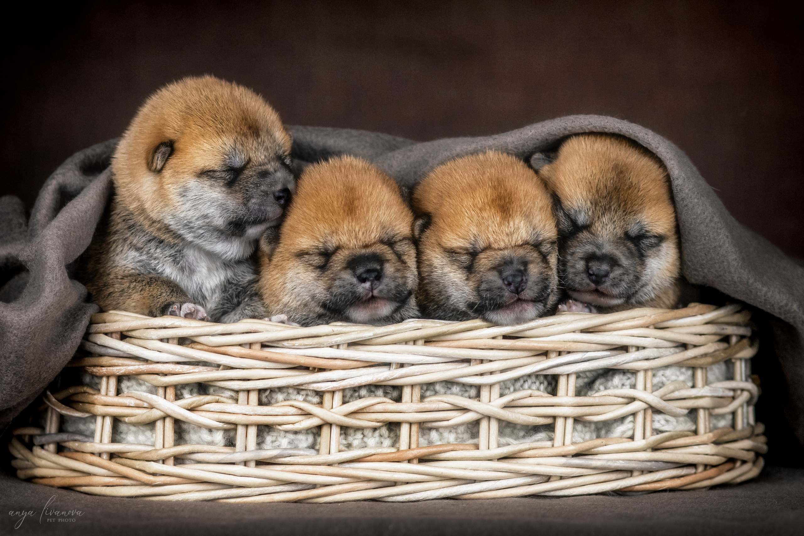 Сибы. Фотограф анималист Аня Ливанова | Рыбинск