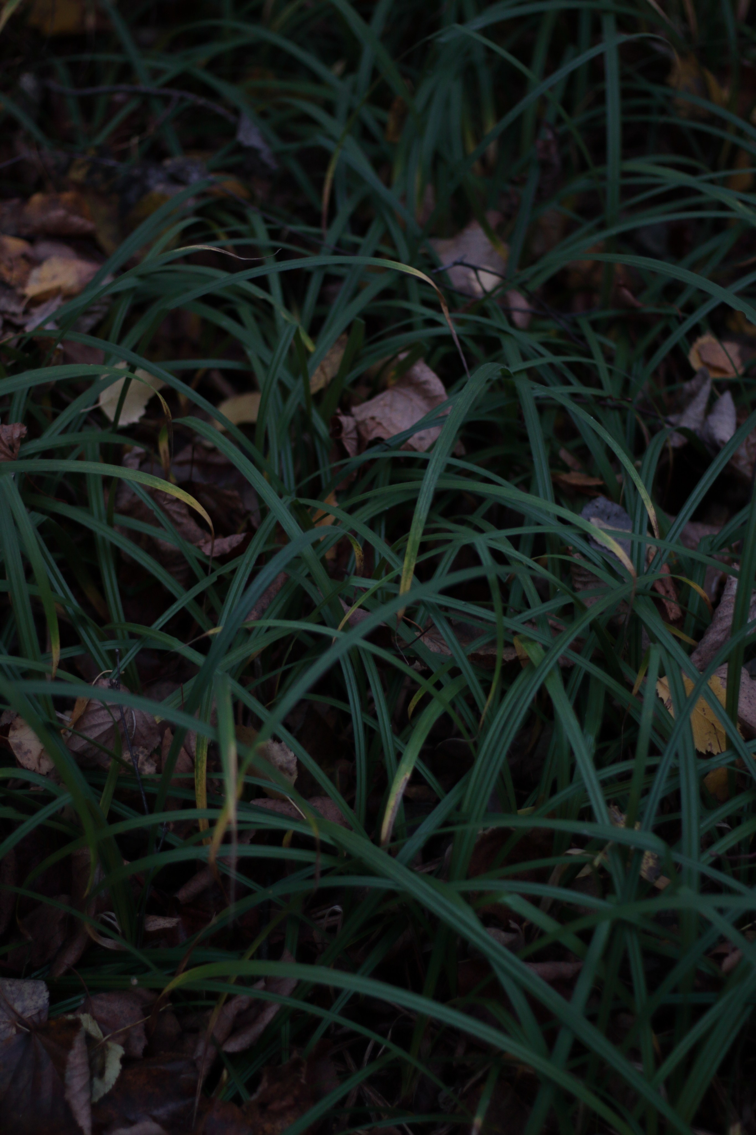 Старое природное, отбирала Katamount (Катерина Горохова). Главная