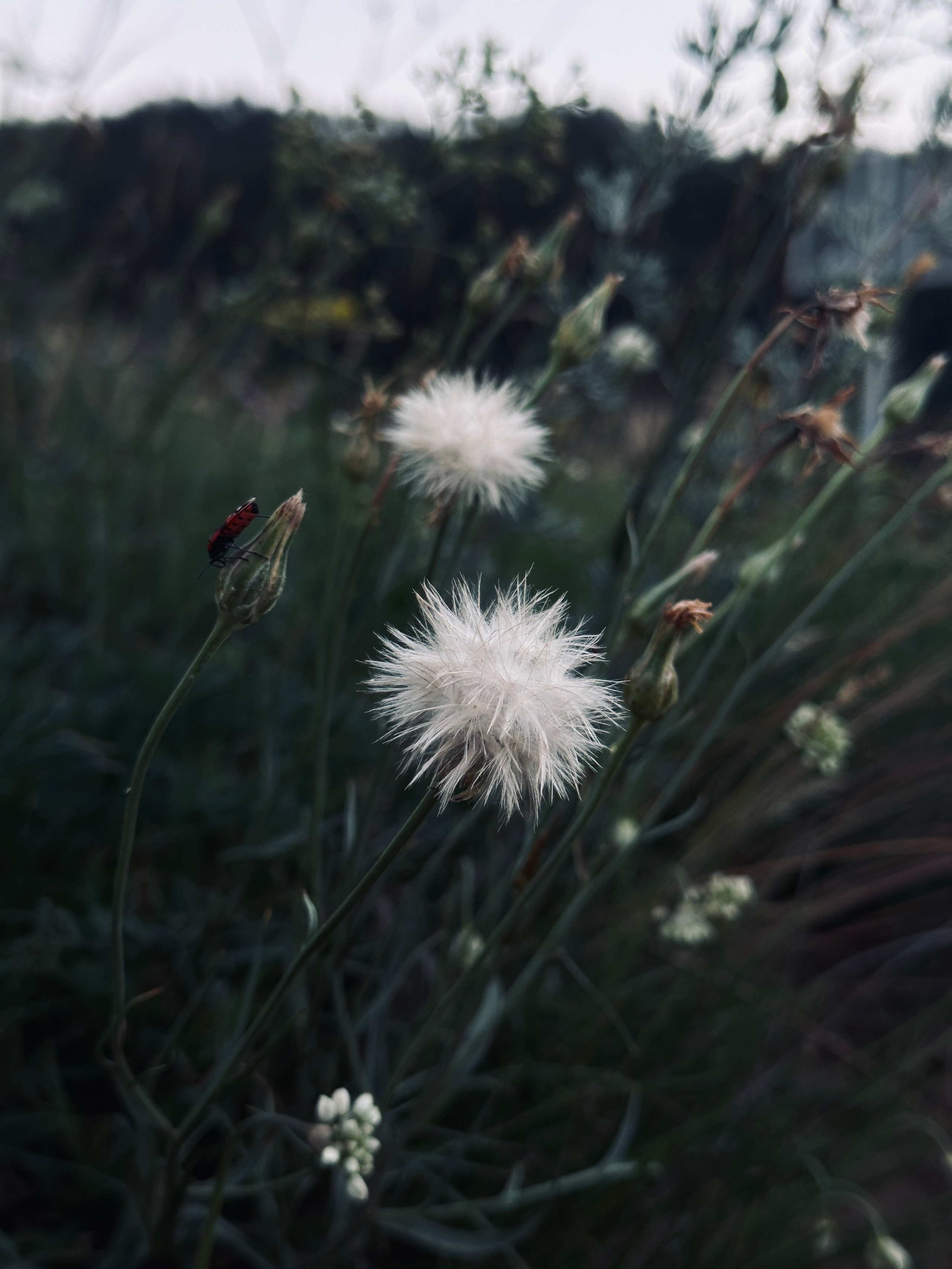 Макро любовь. Смотри, красота!