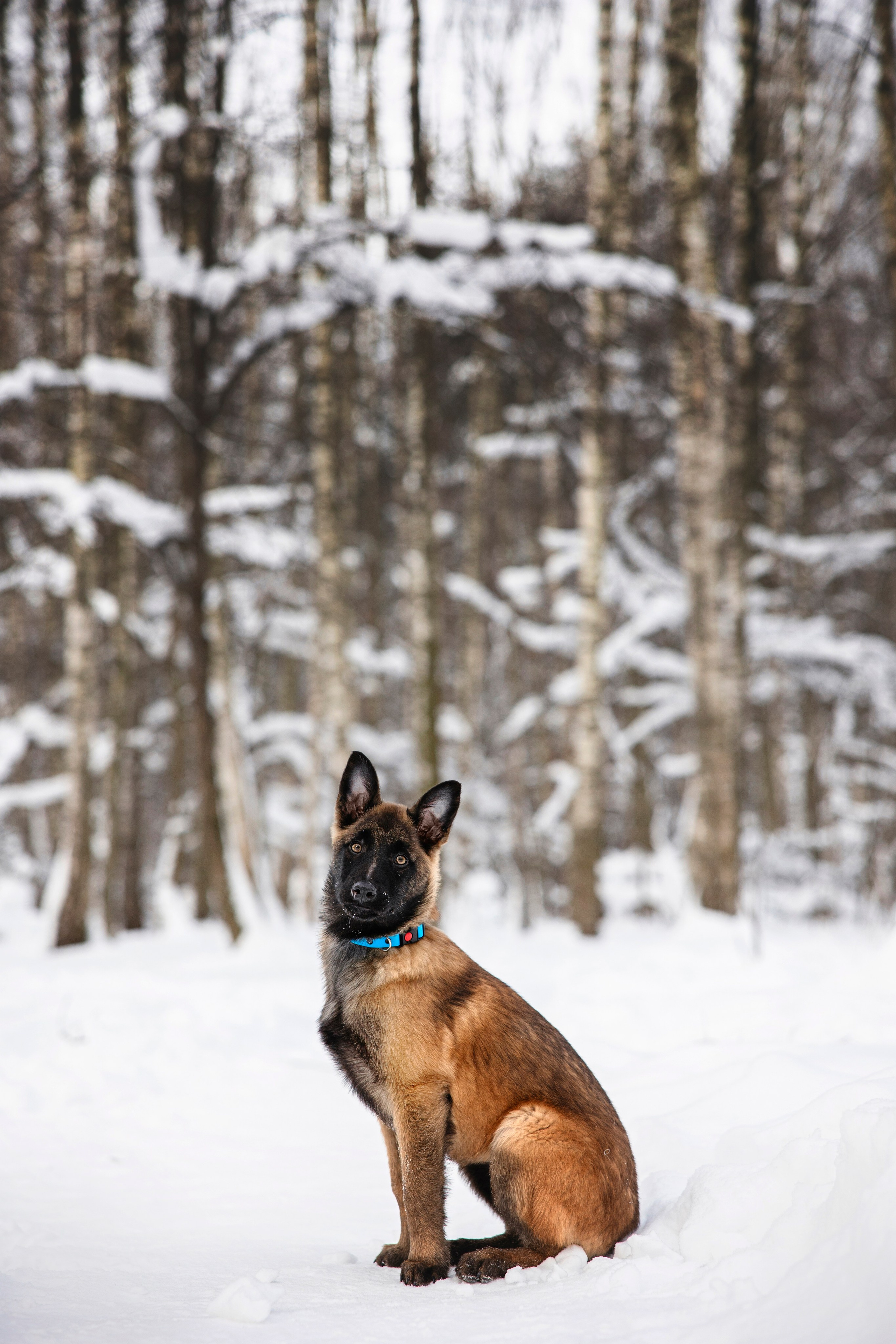 Бэлла и Панда. Анастасия Белаш