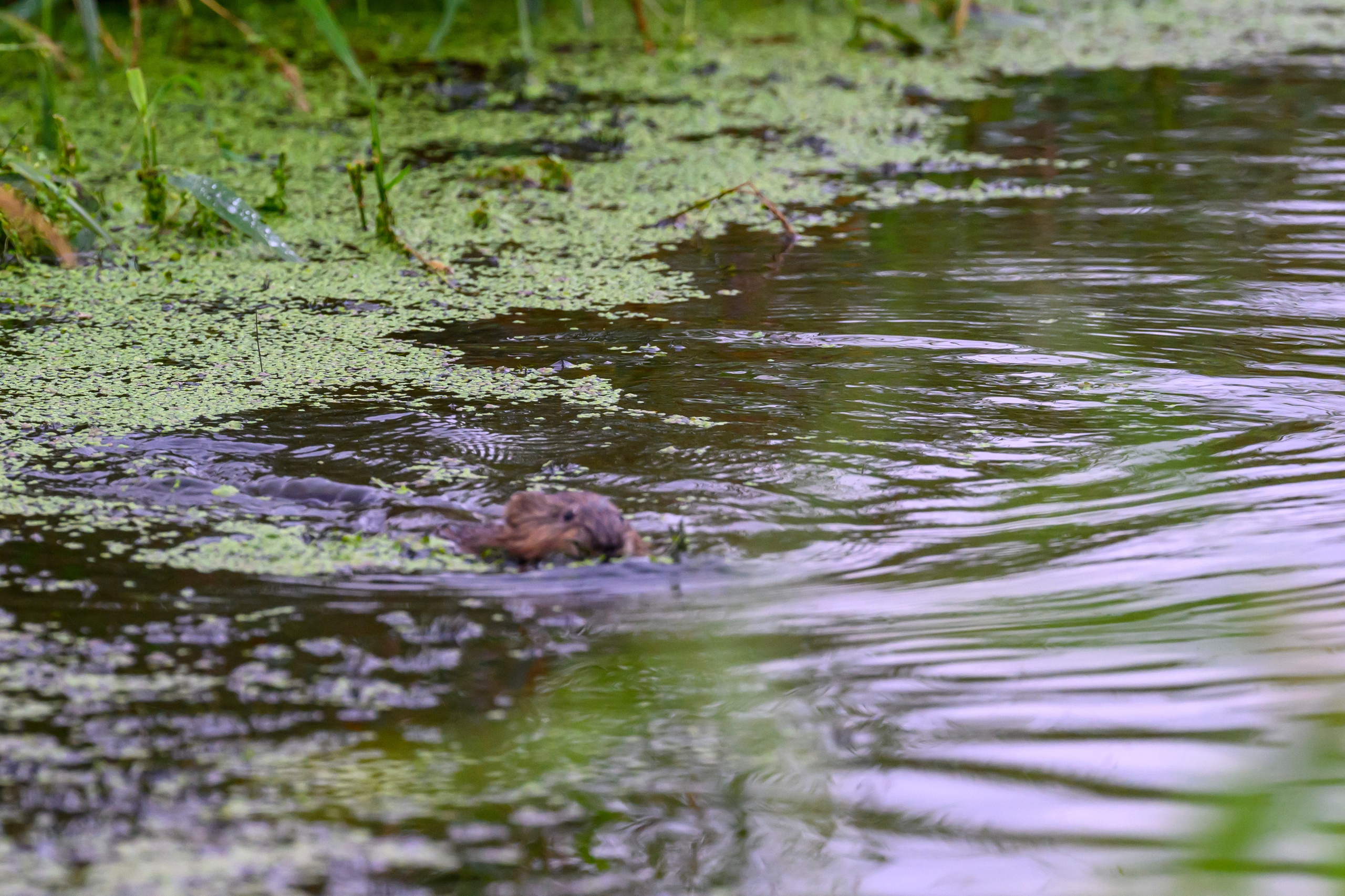 Подросшие птенцы куропатки. Wildlife photography by Sergey Puponin